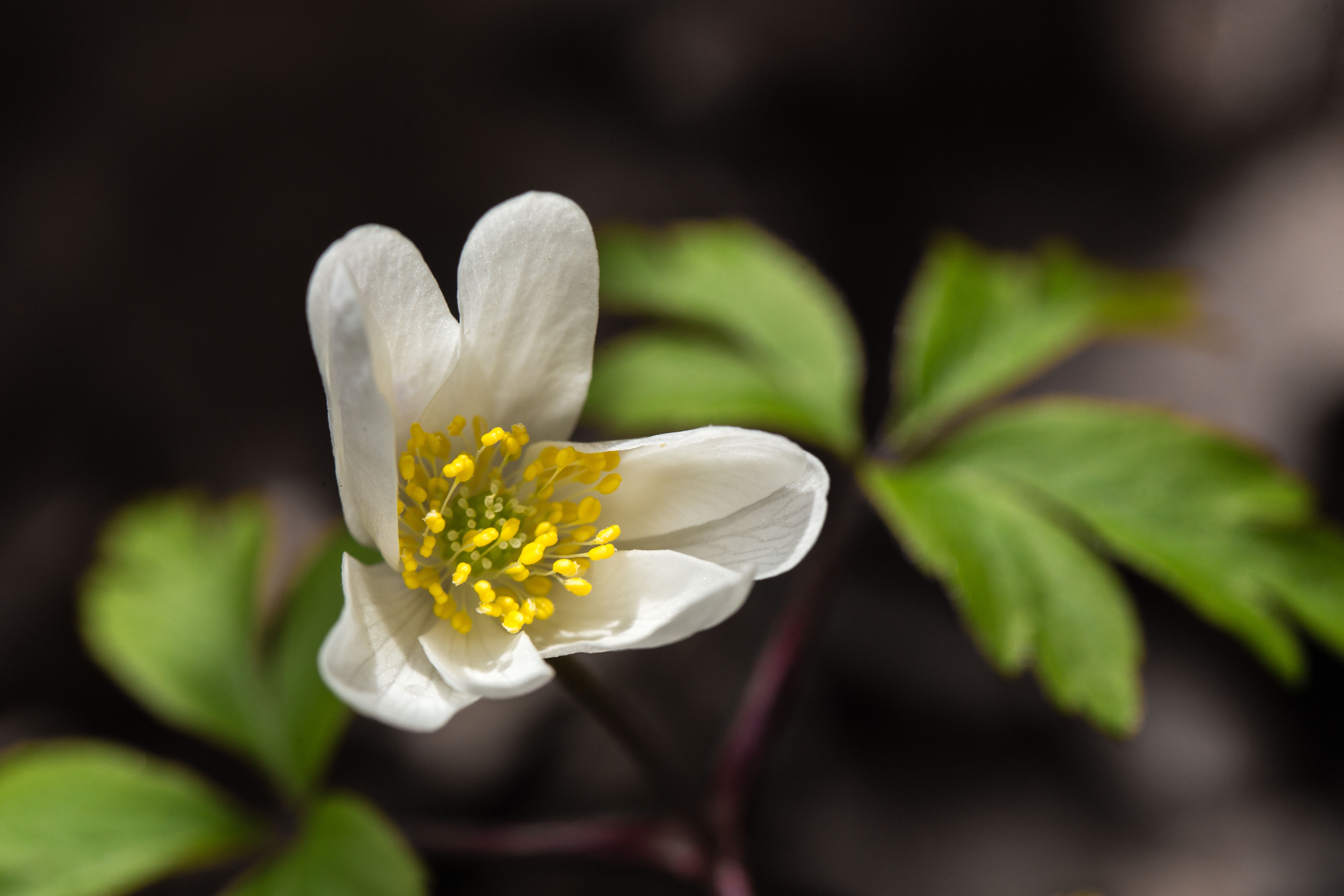 Wood anemone