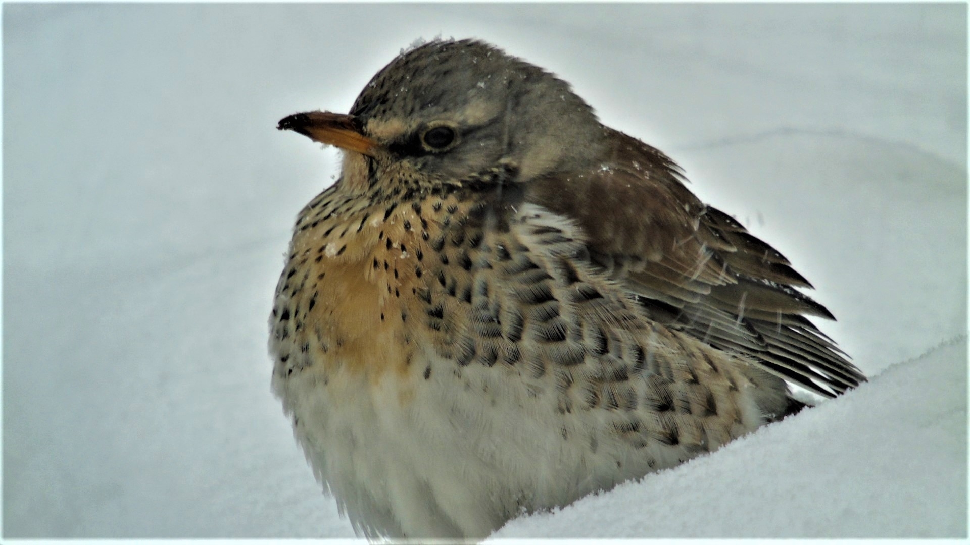 Fieldfare