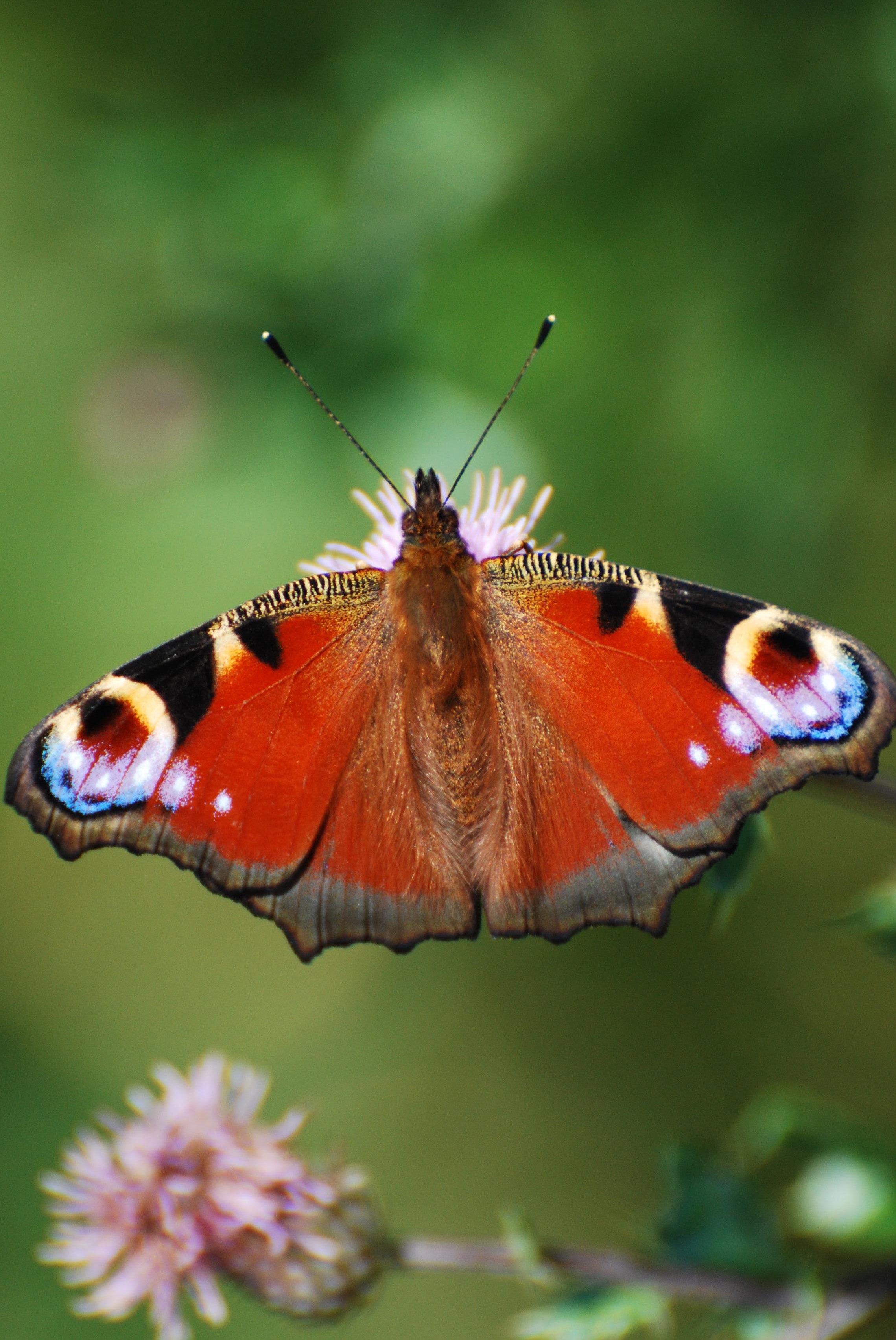 Peacock butterfly