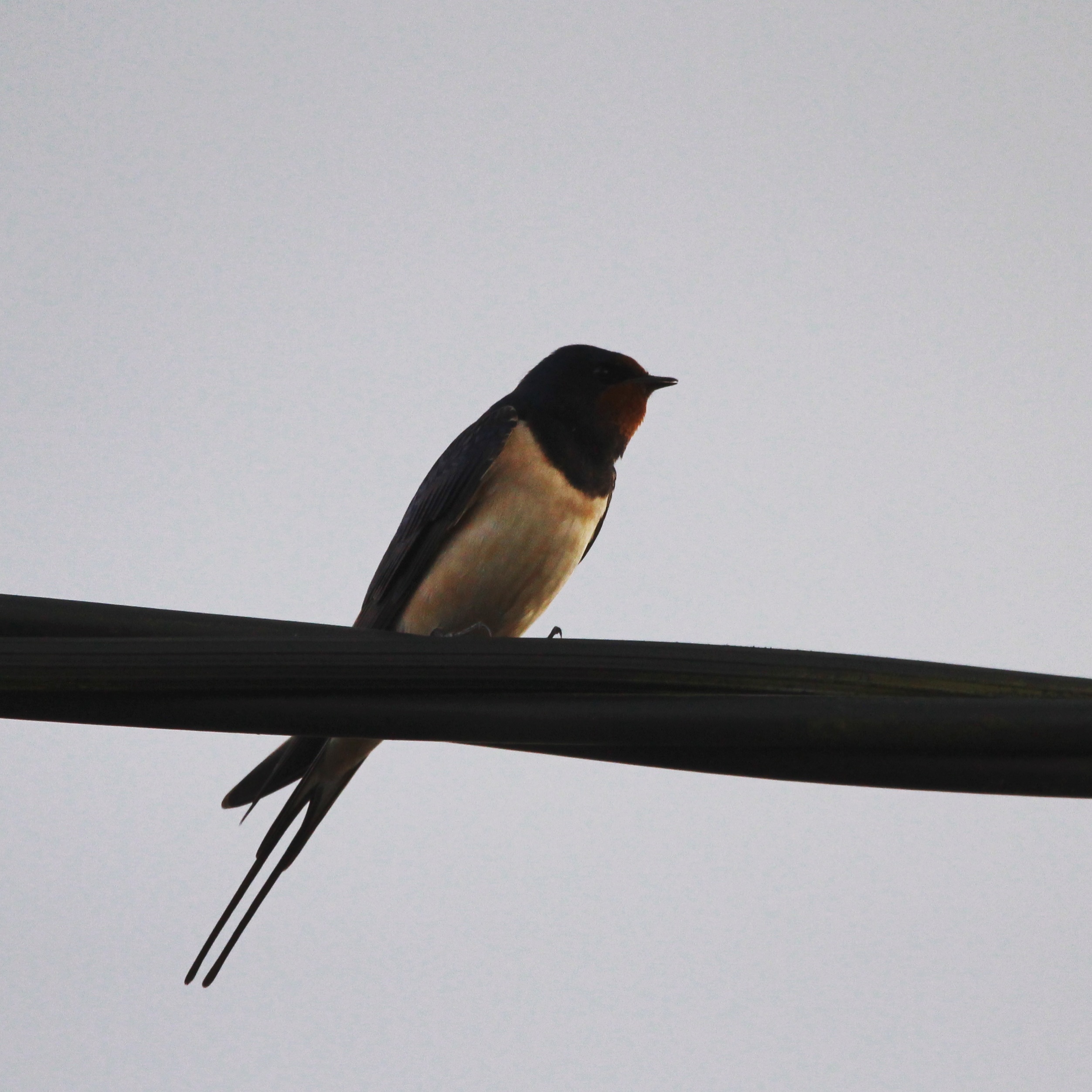 swallow