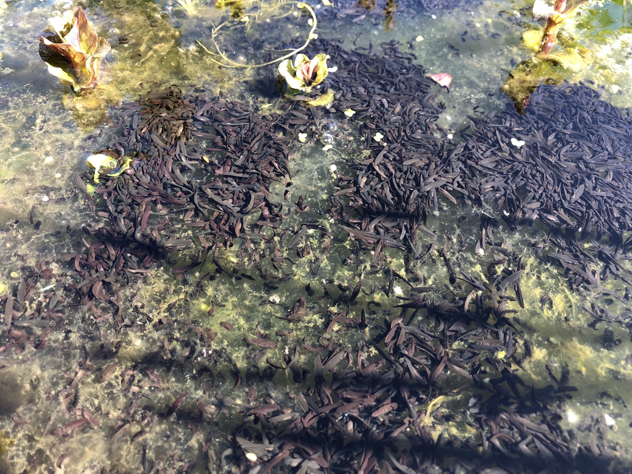 tadpoles