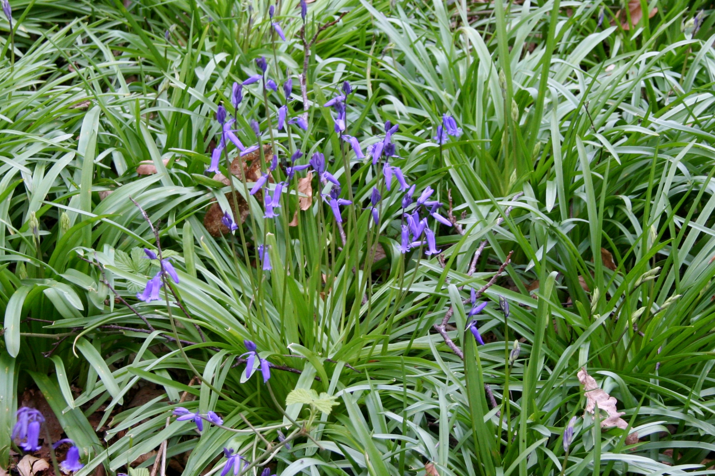 bluebells