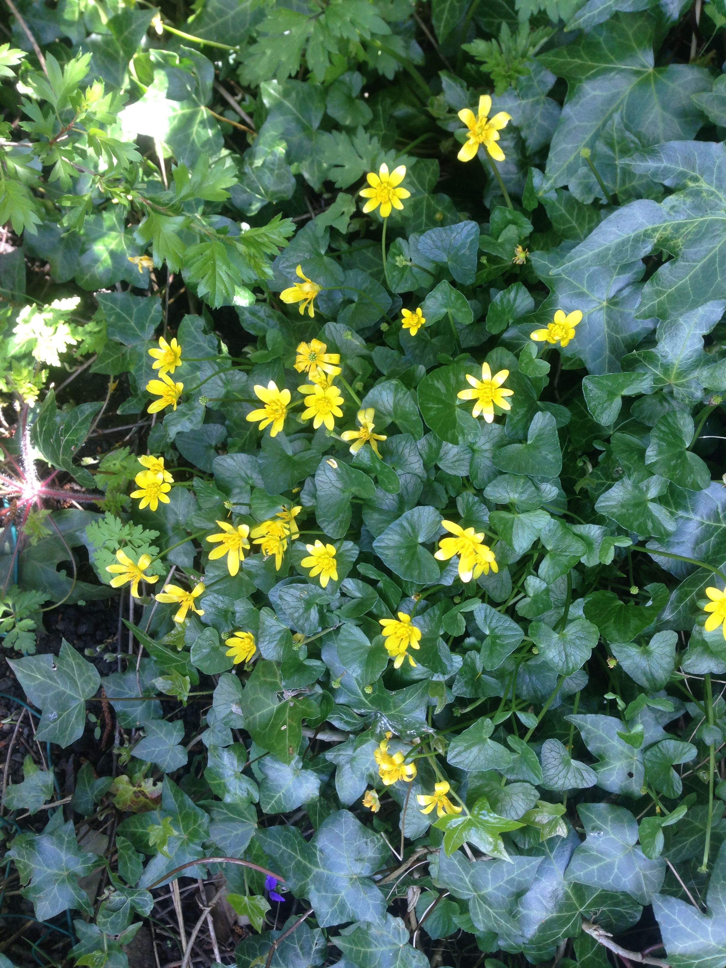 lesser celandine
