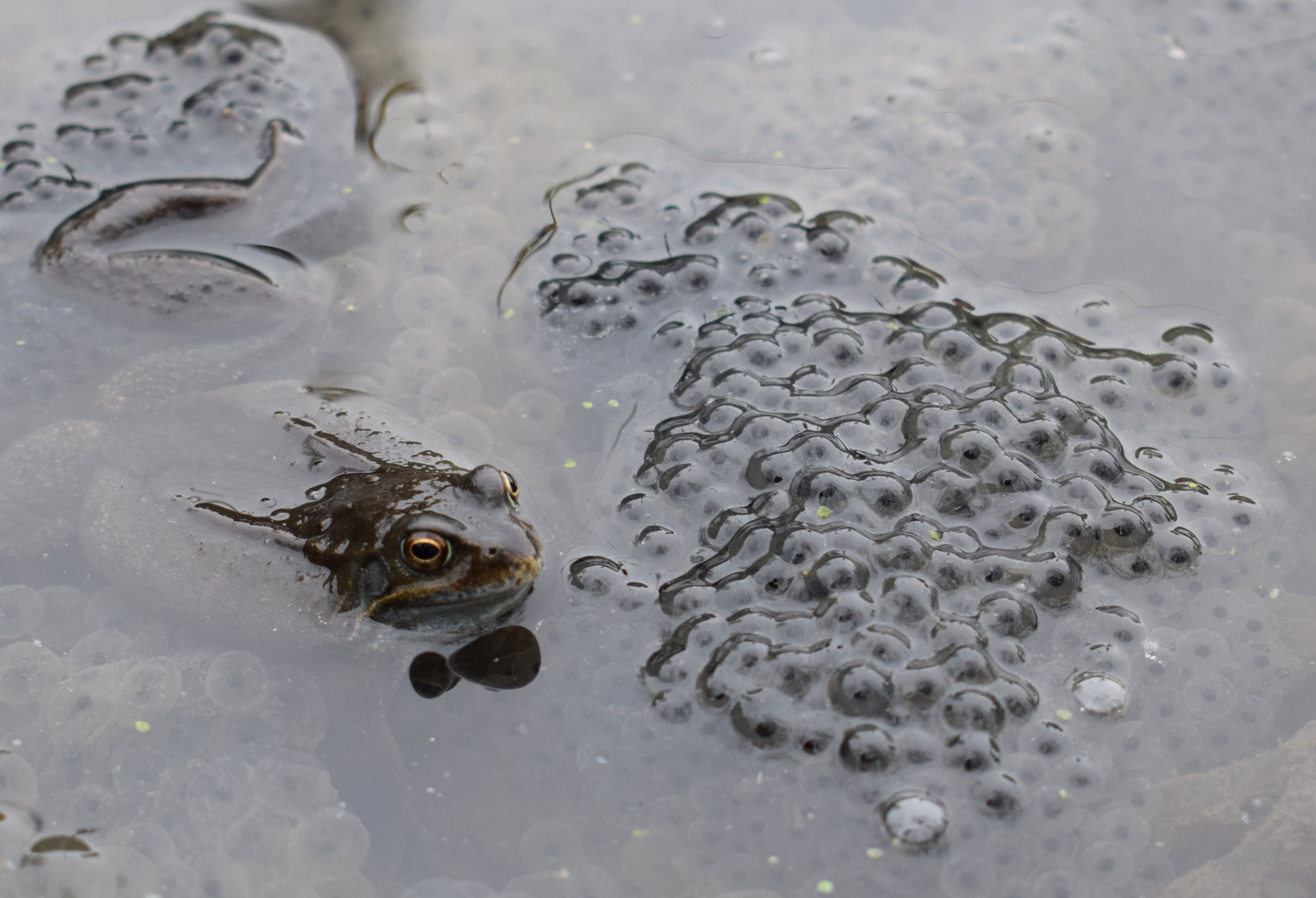 frogspawn