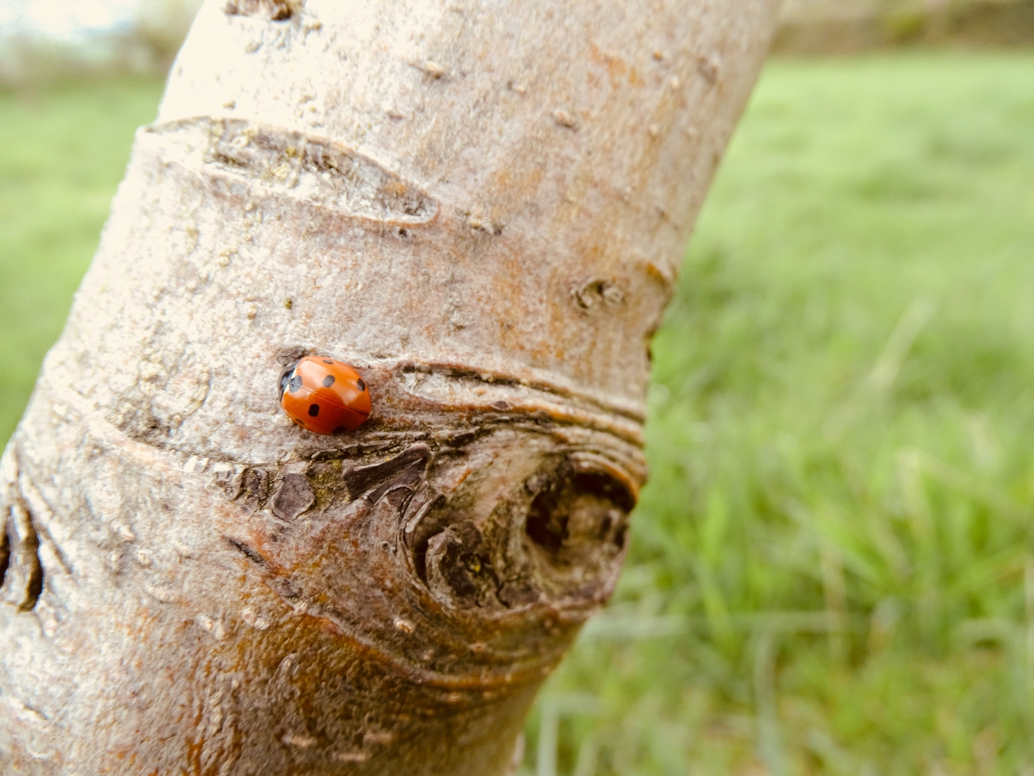 ladybird