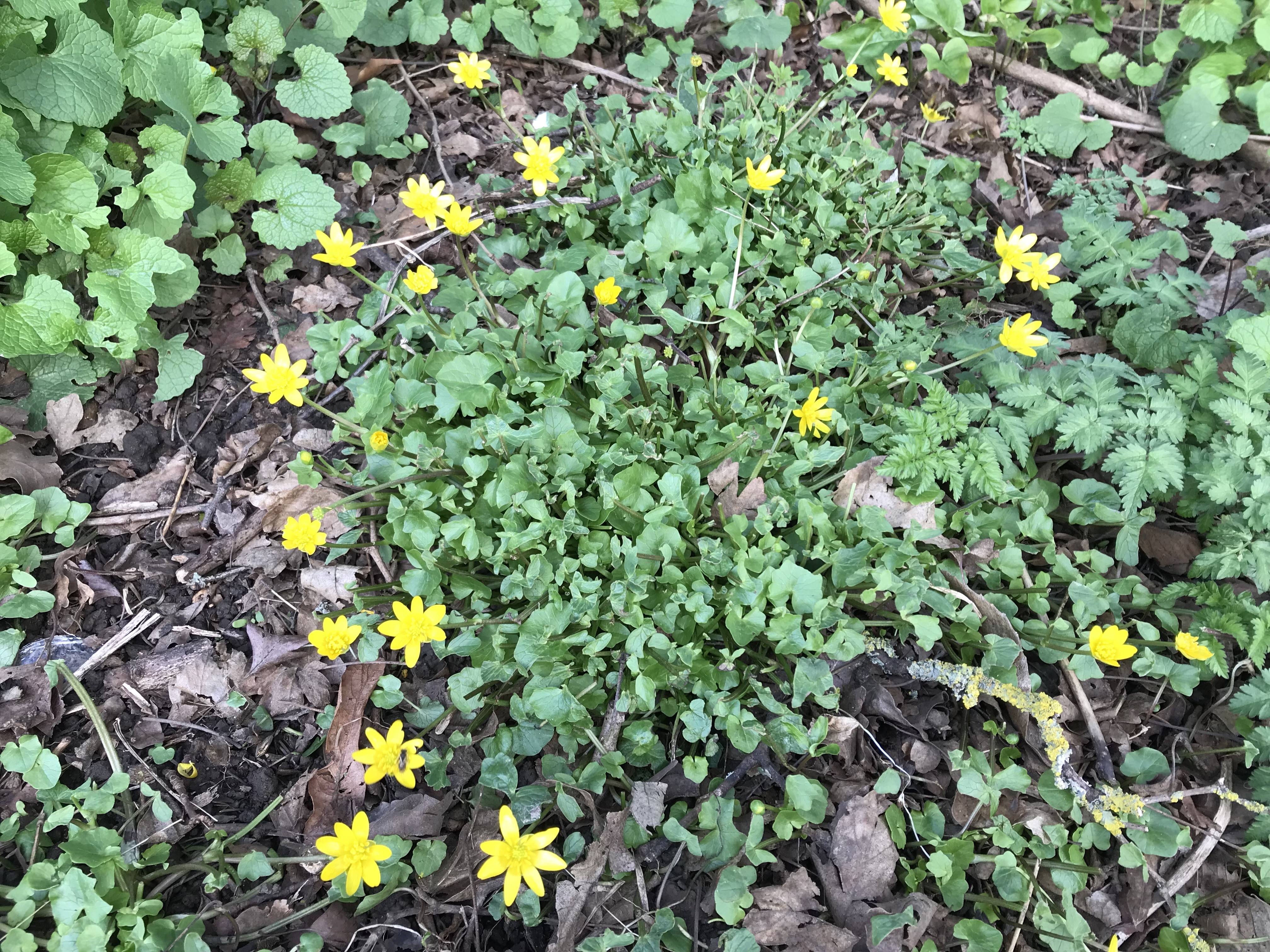 lesser celandine