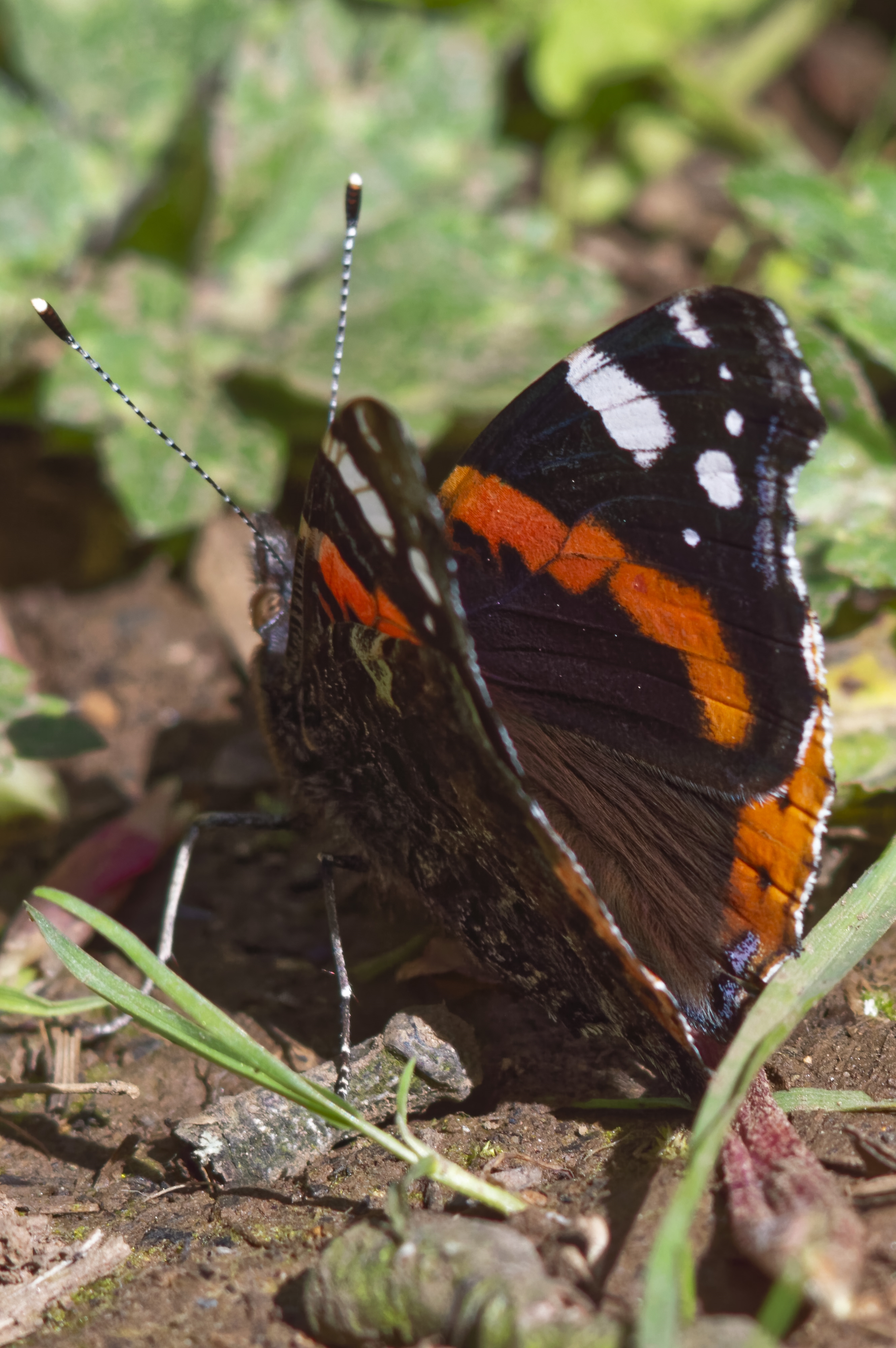 red admiral