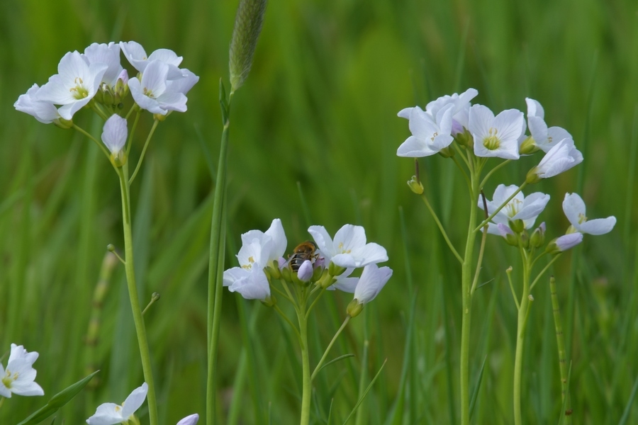 cuckoo flower