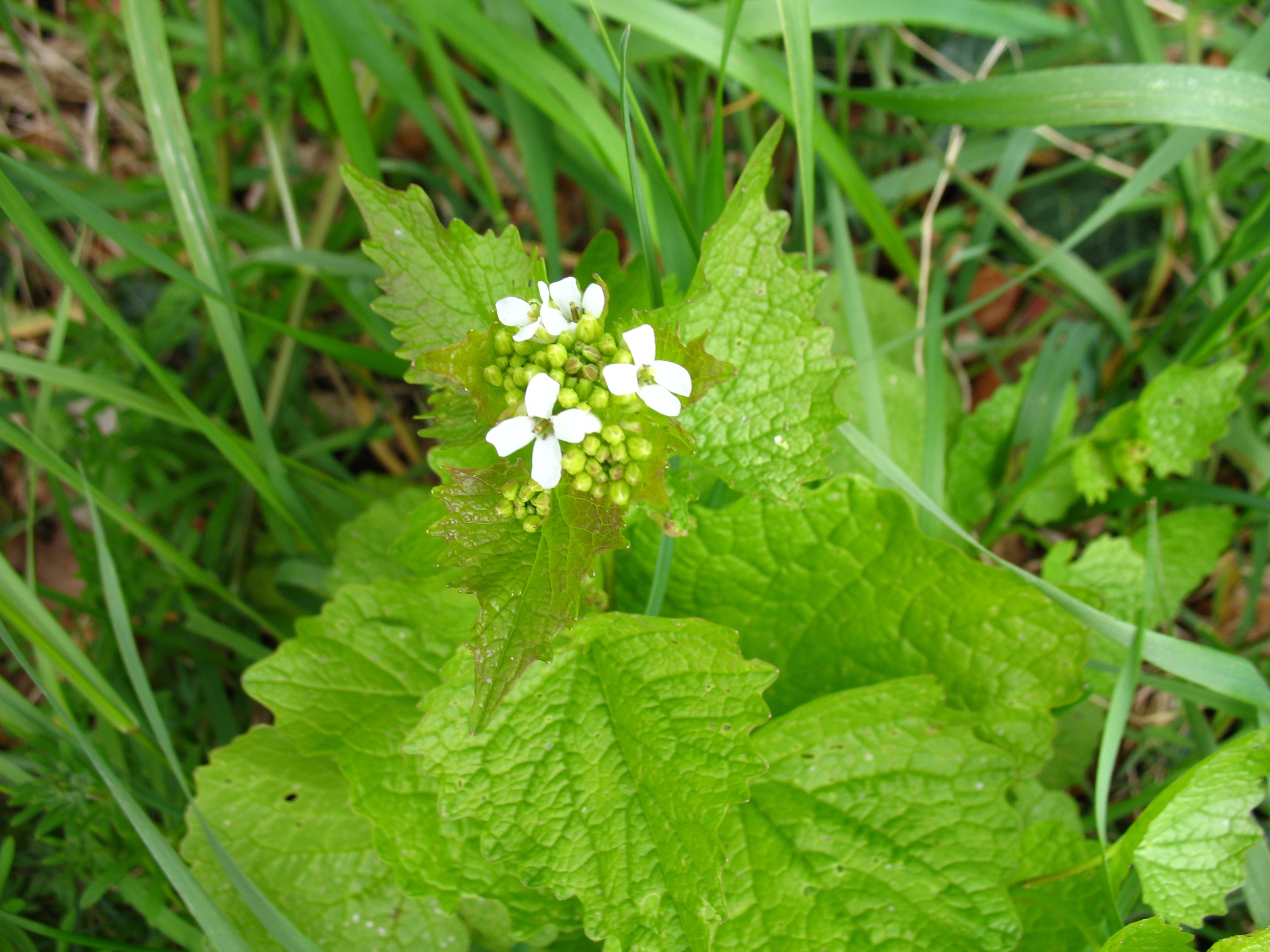 garlic mustard