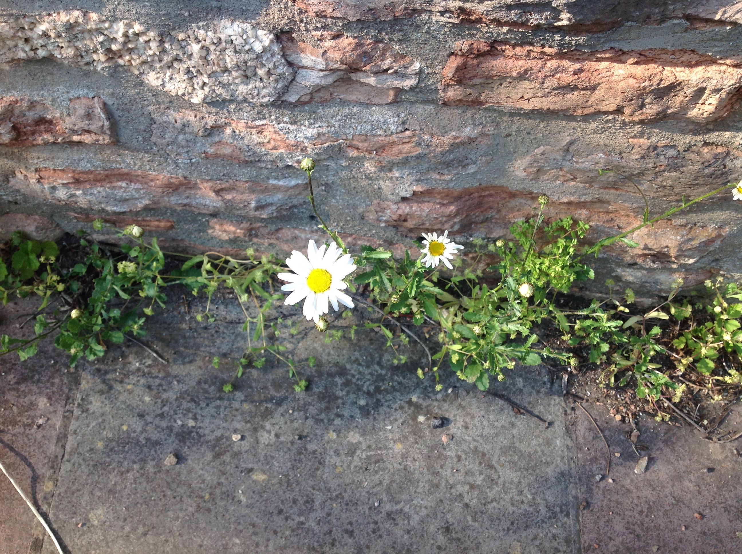 oxeye daisy