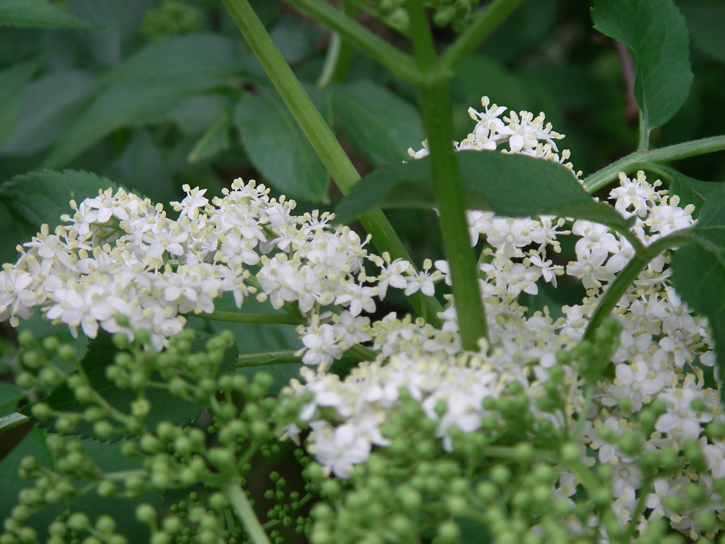 elder flowers