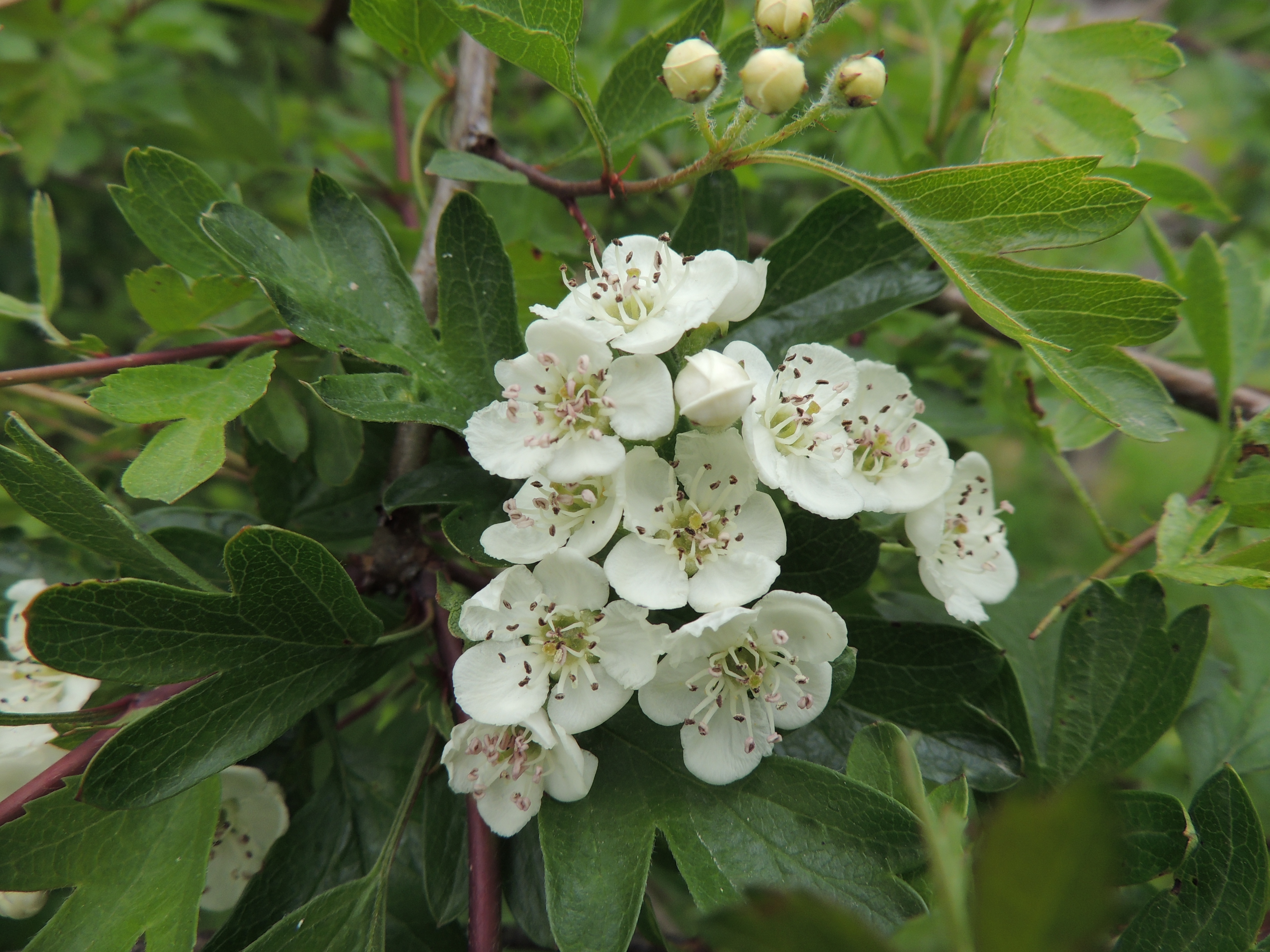 hawthorn