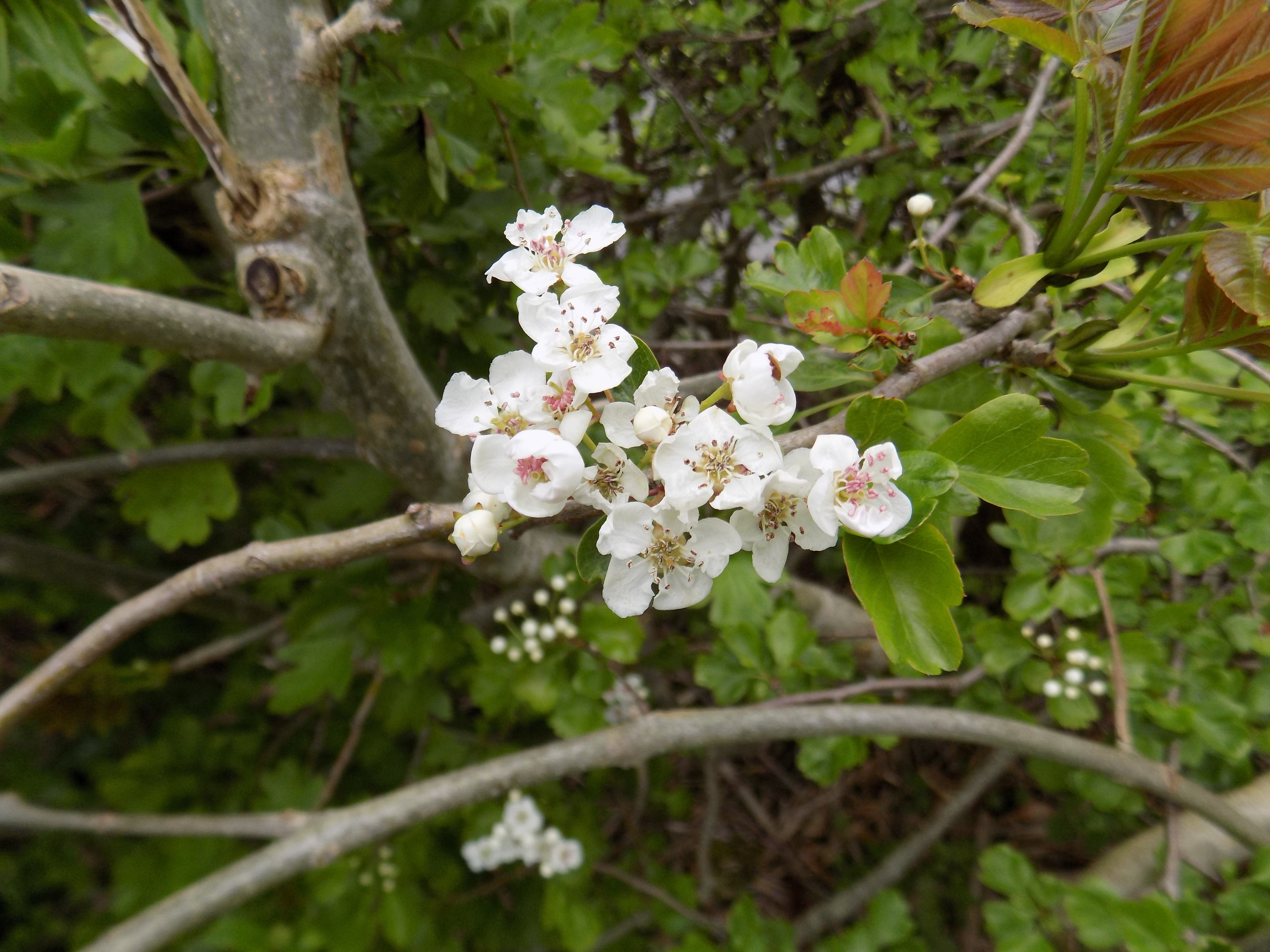 Hawthorn flower