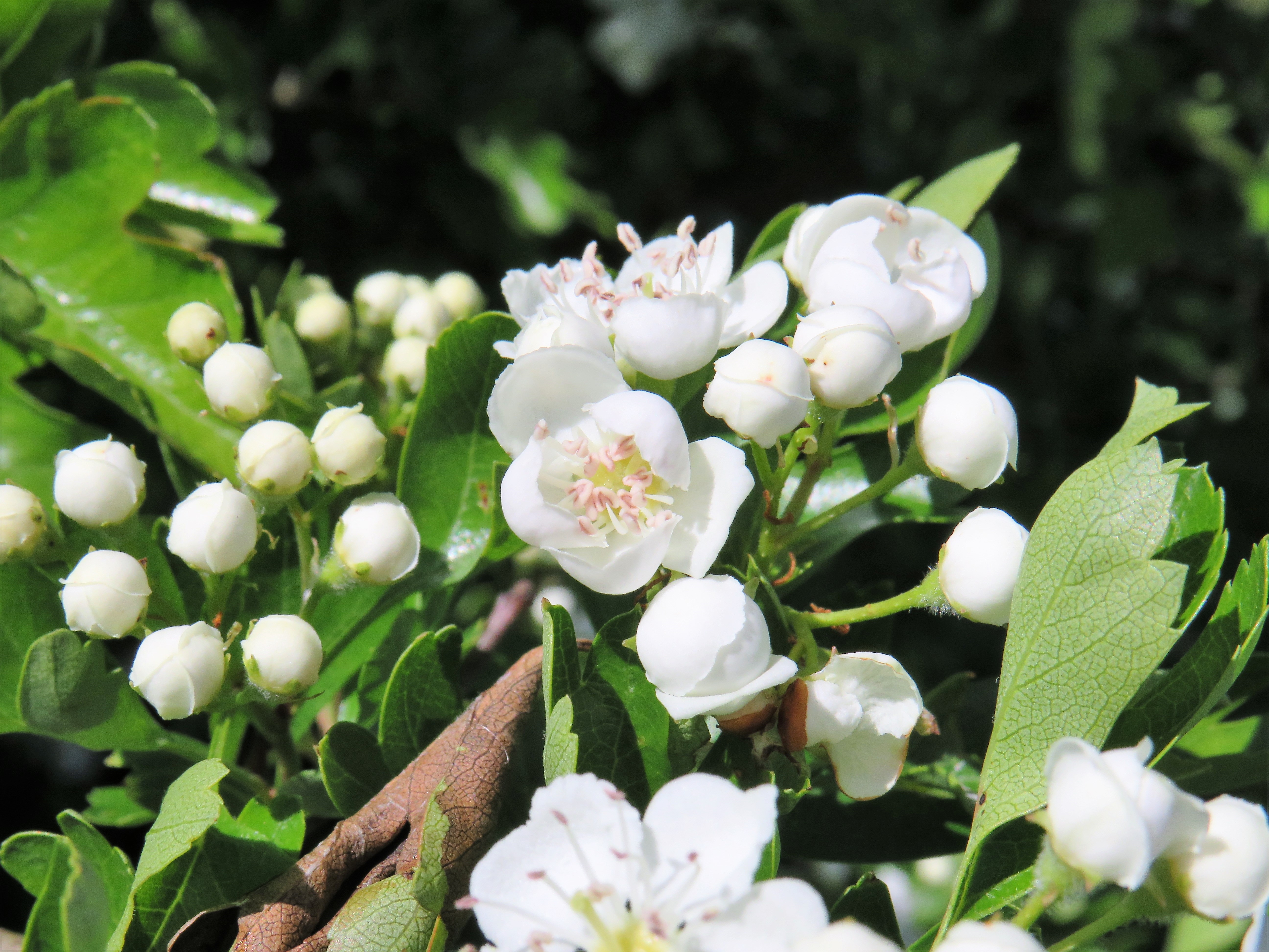 hawthorn
