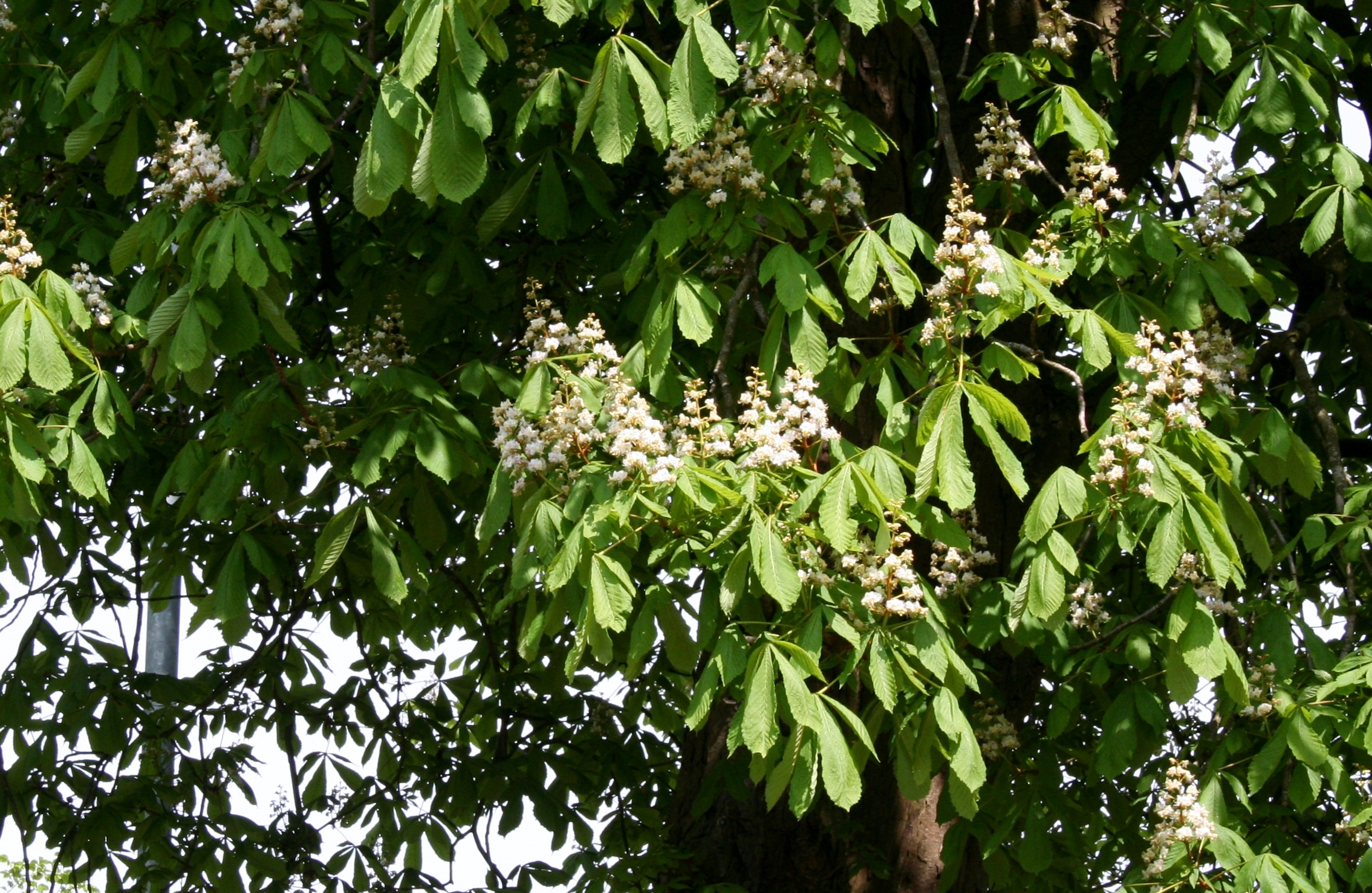 horse chestnut