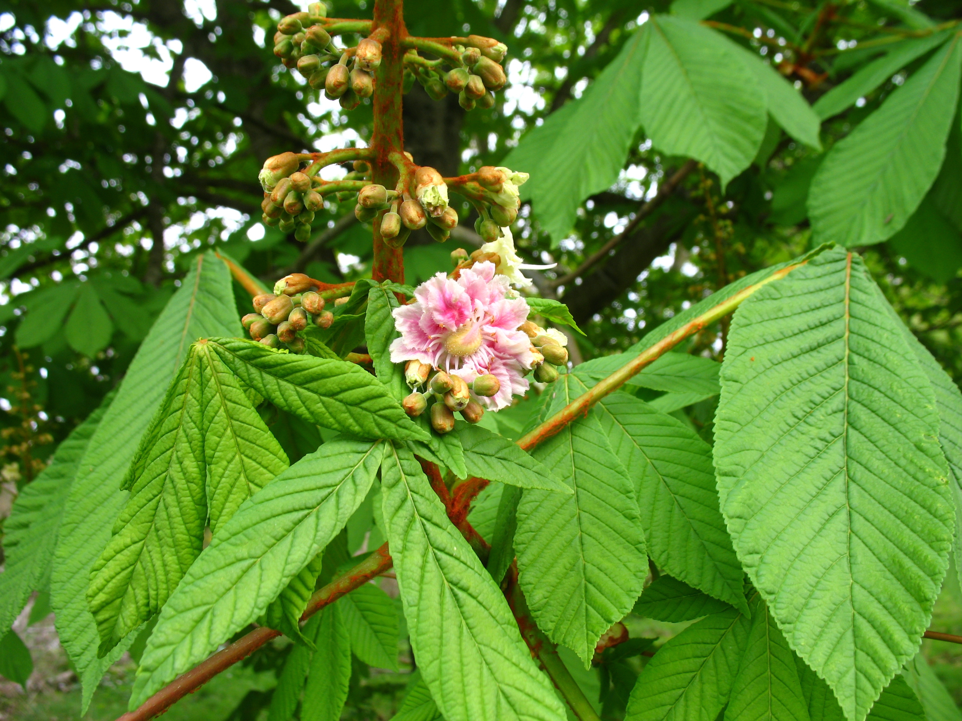 horse chestnut