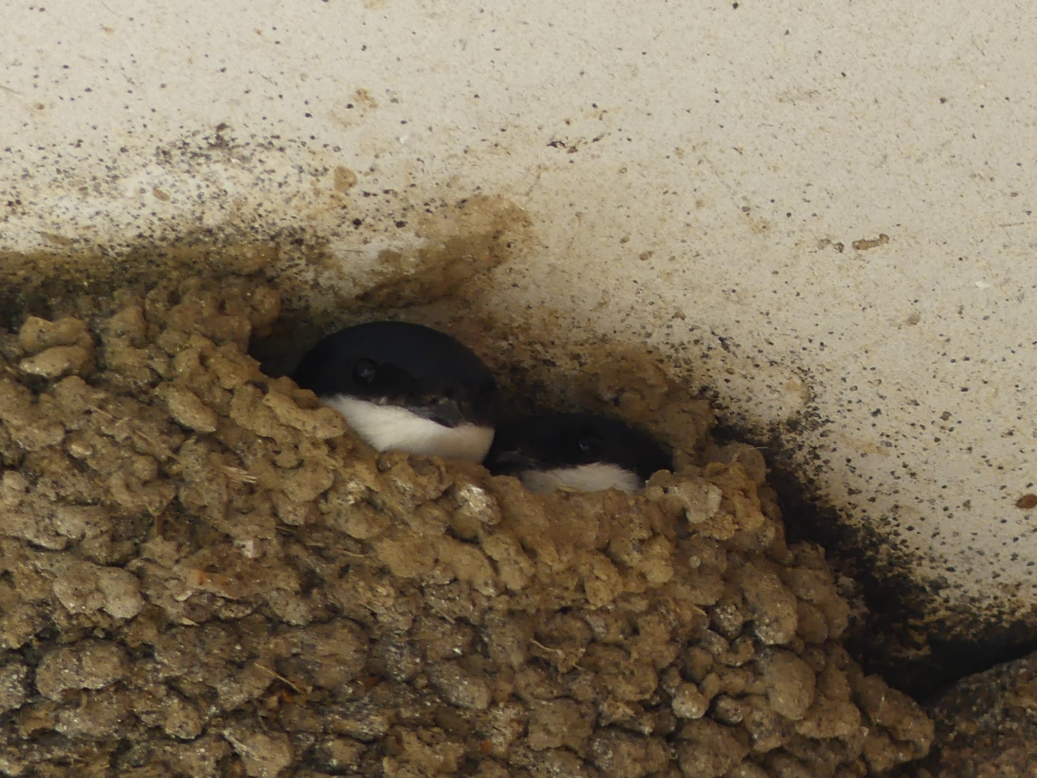 house martin
