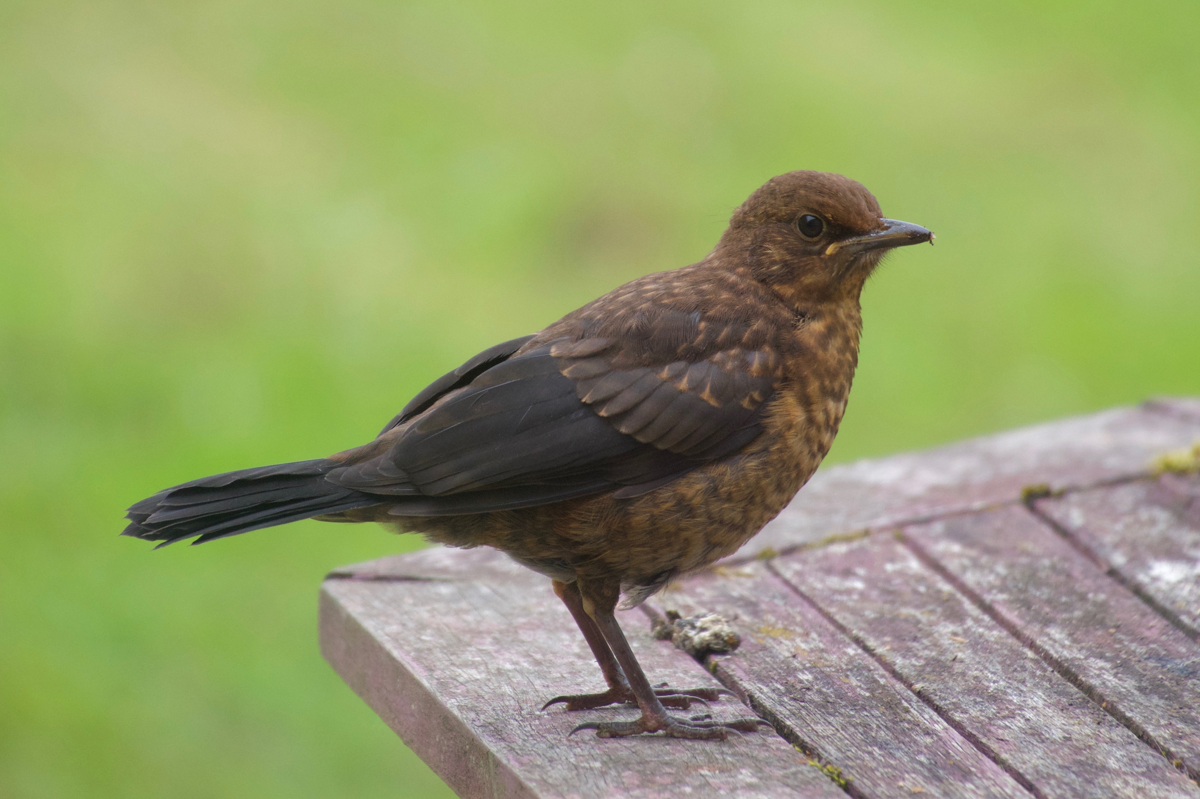 blackbird juvenile