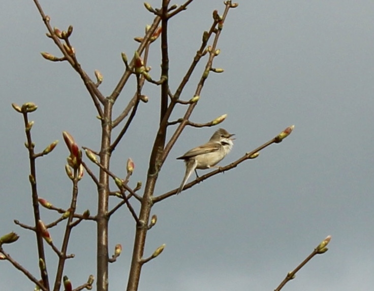 whitethroat