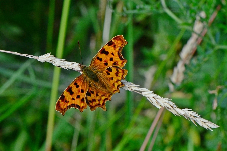 comma