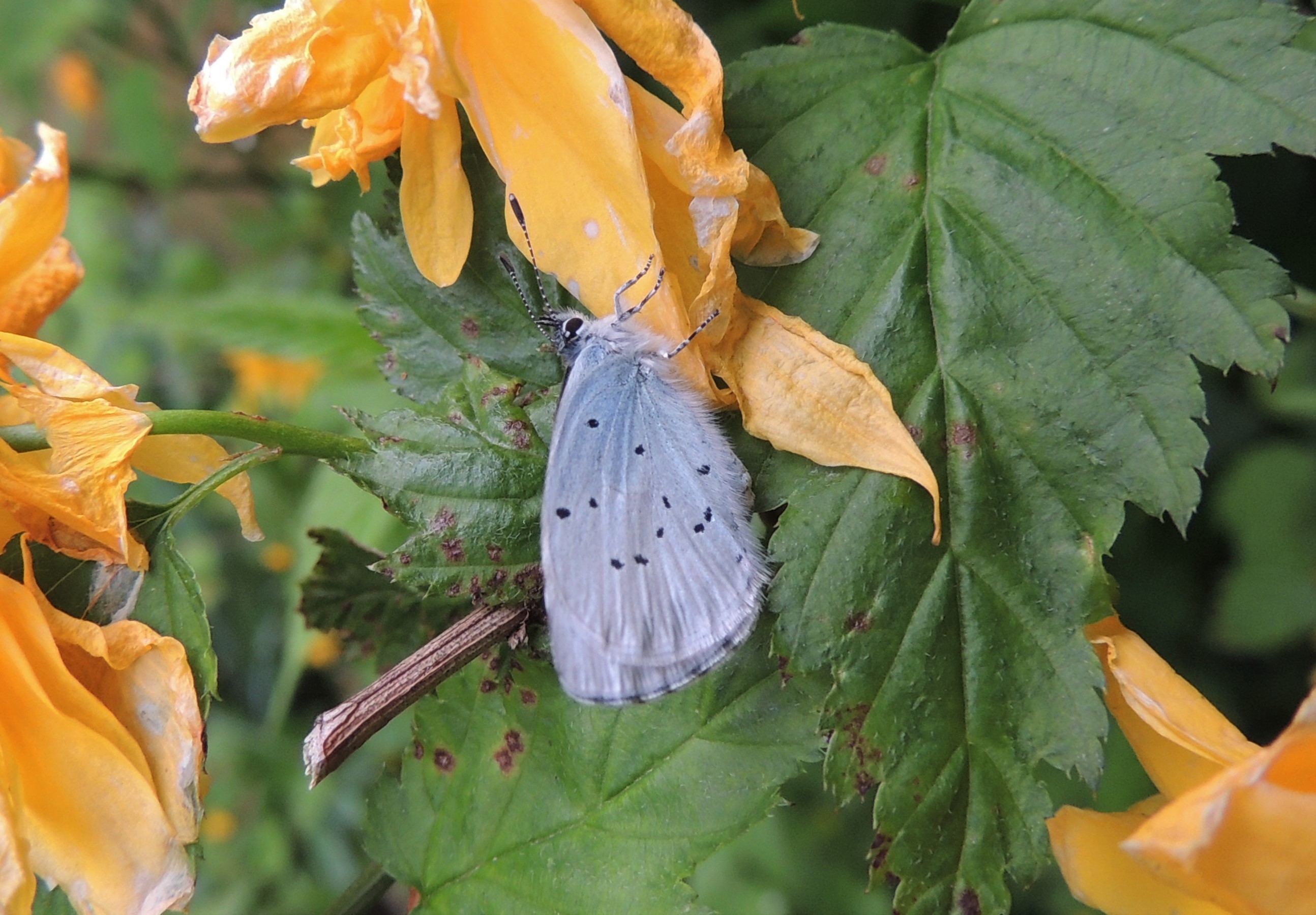 holly blue