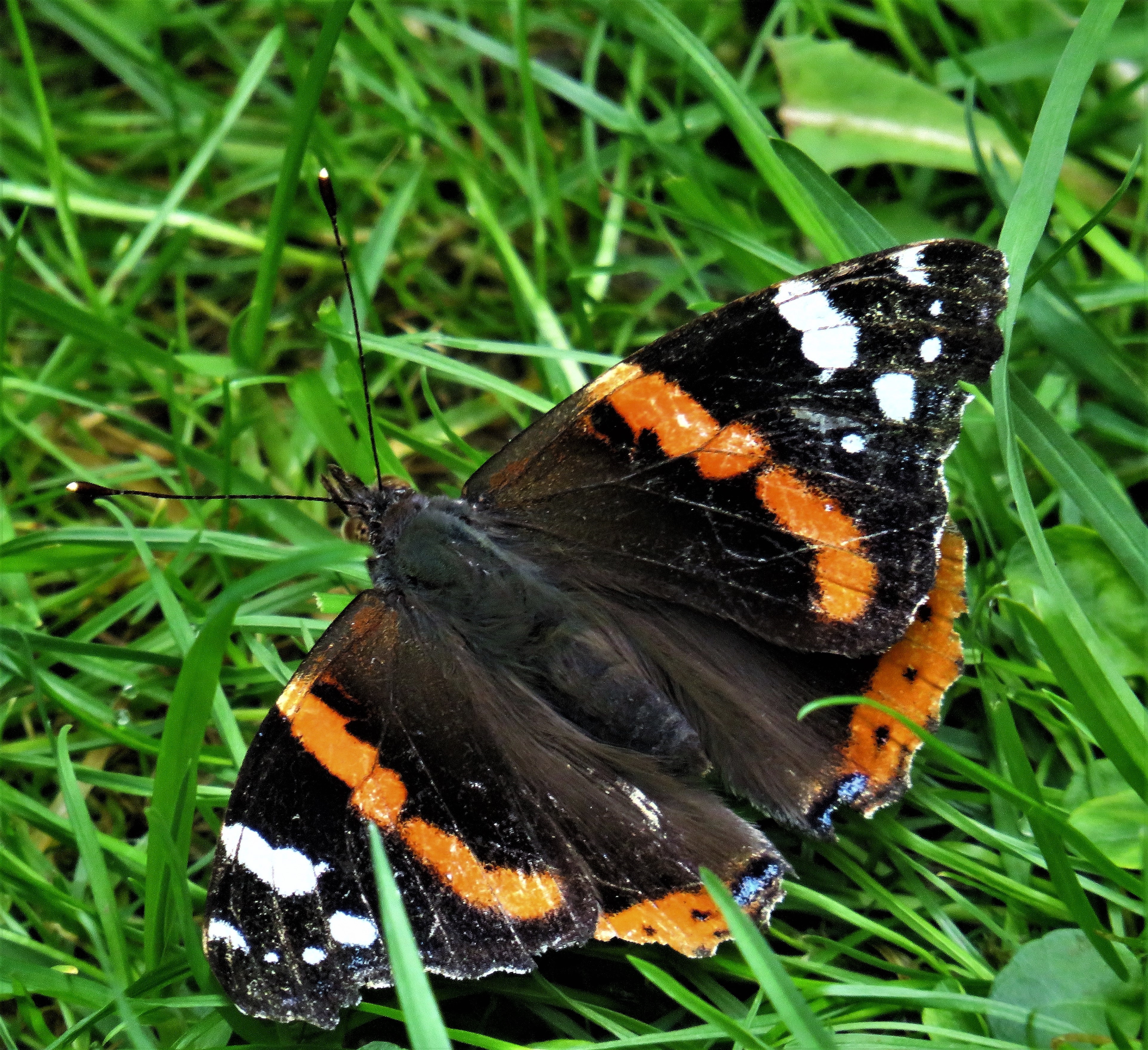 red admiral