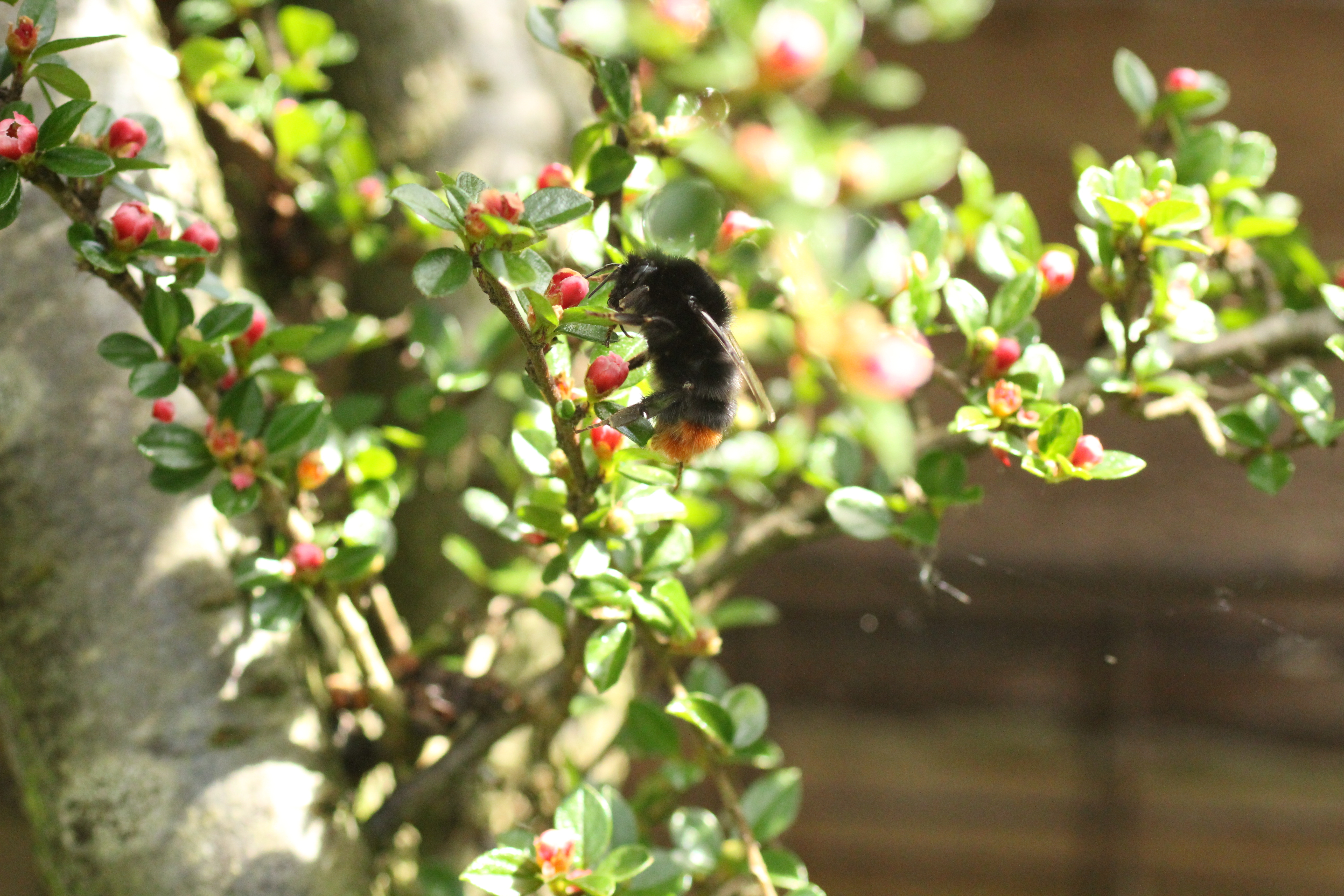 red tailed bumble bee
