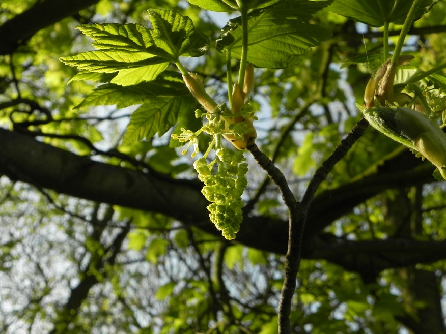 sycamore flowers