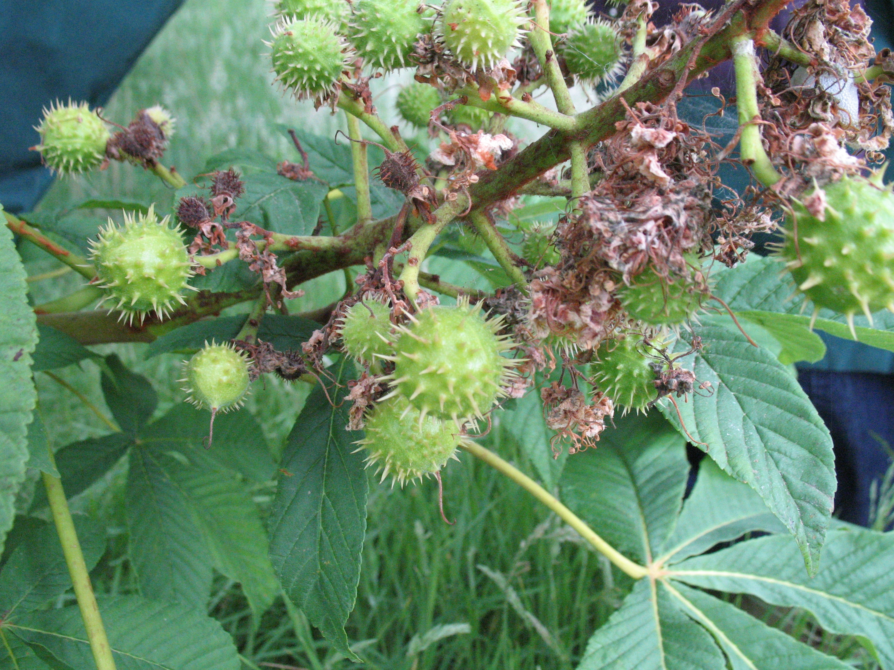 horse chestnut