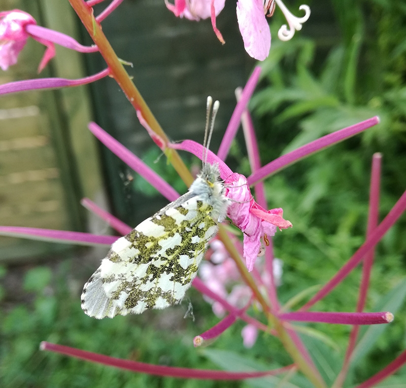 orange tip