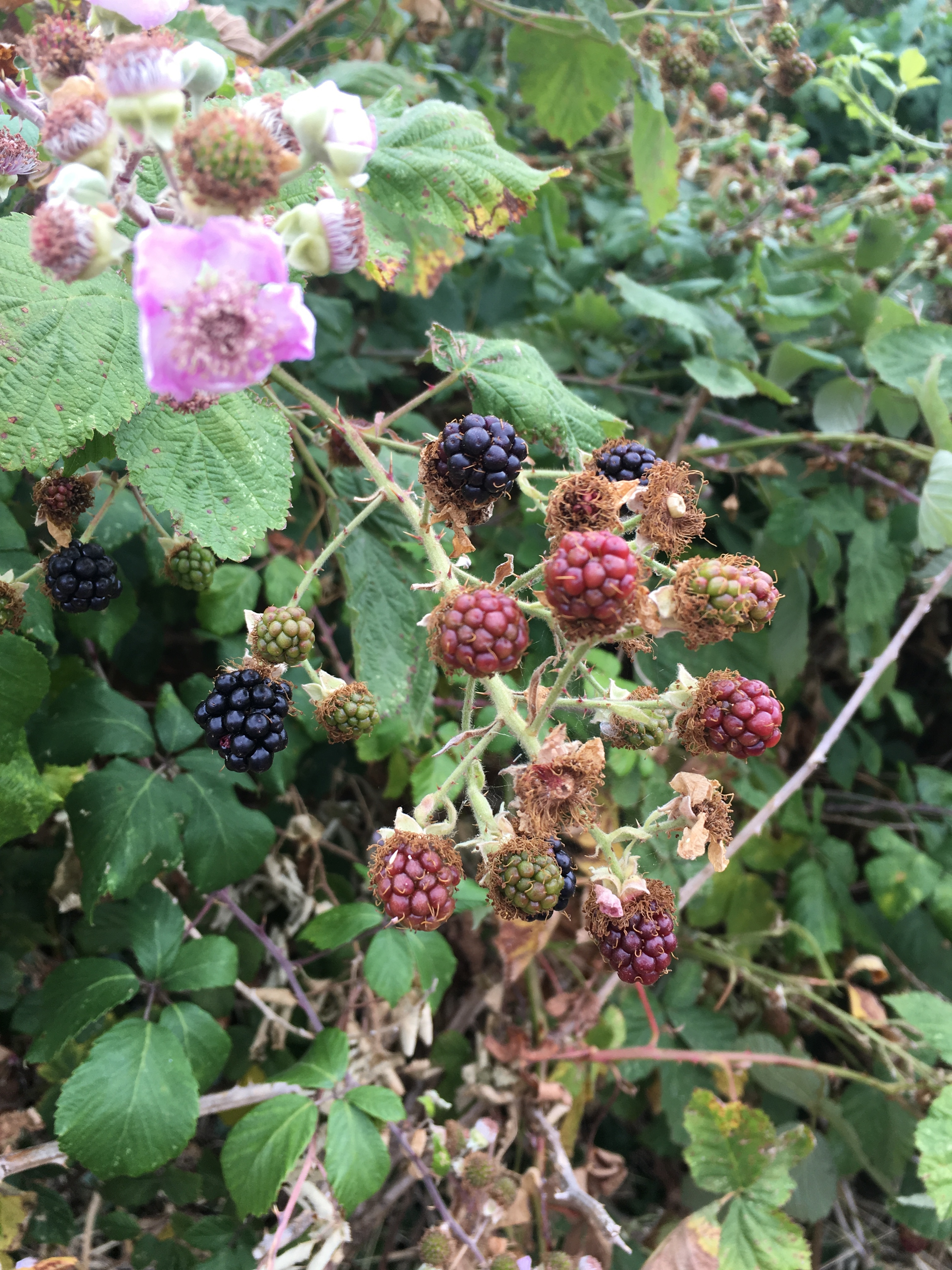 blackberries