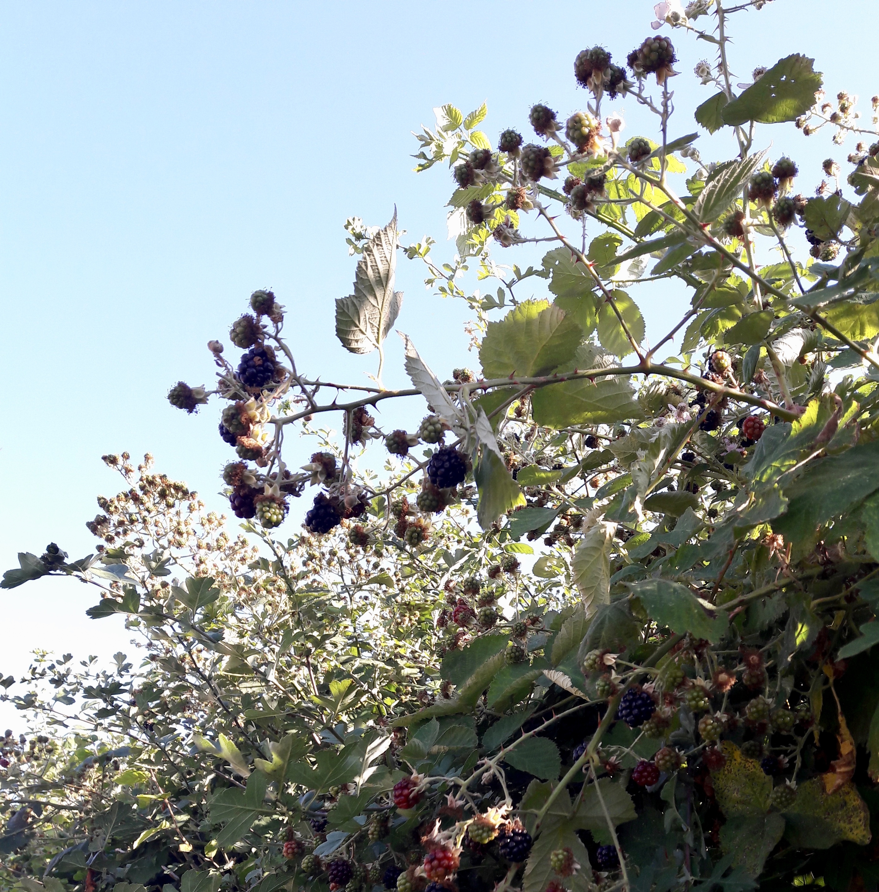 blackberries