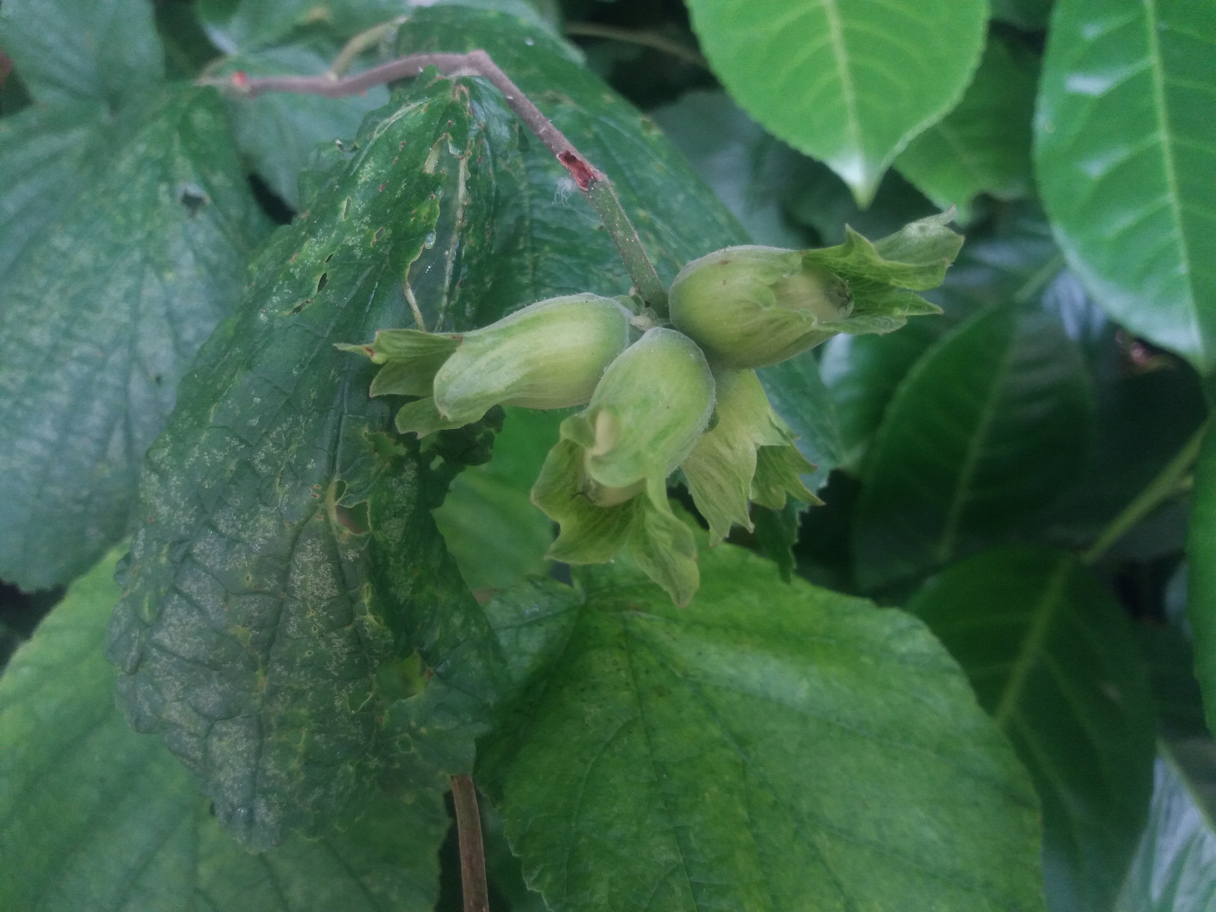 hazel  nuts