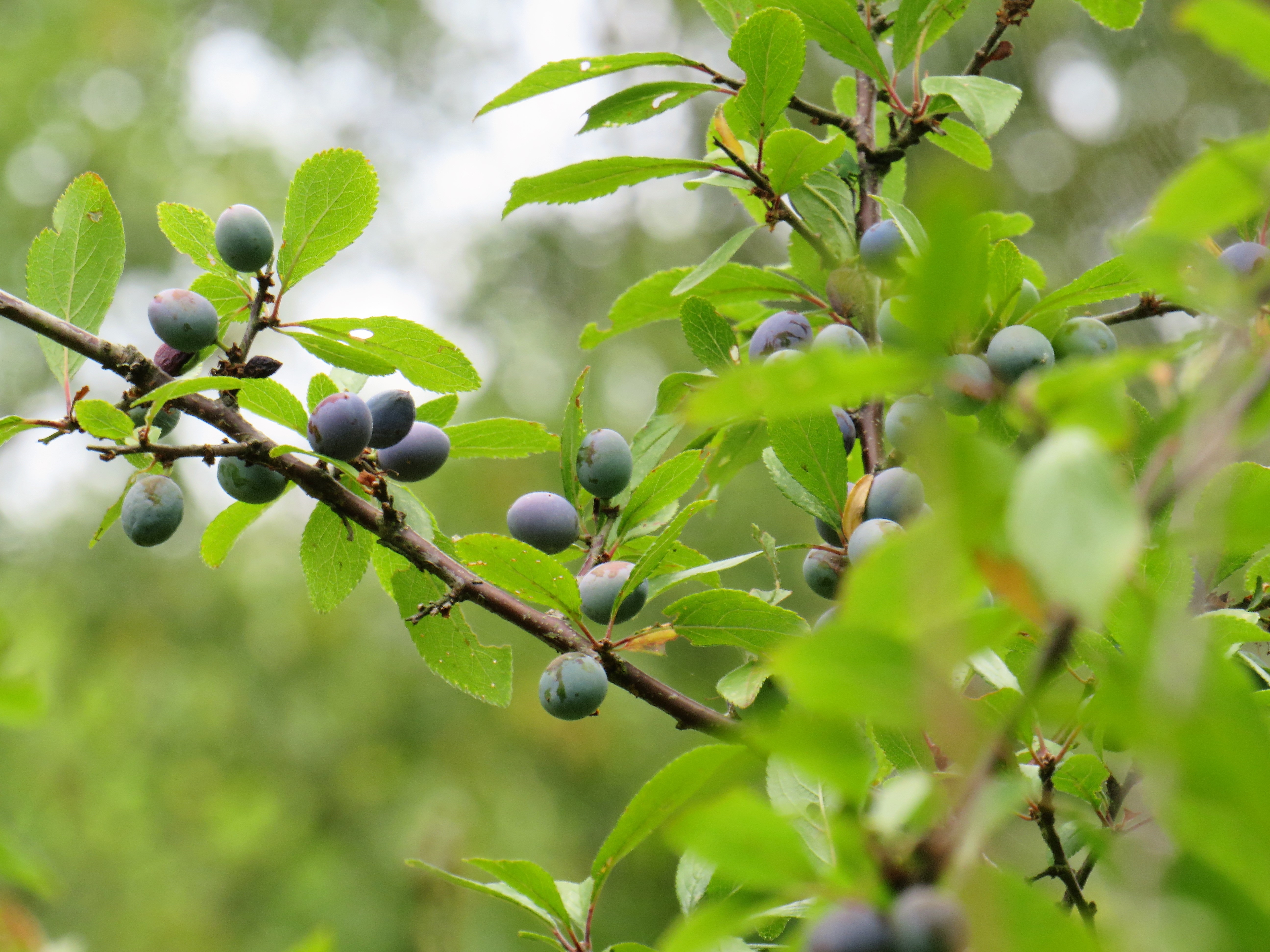 sloes