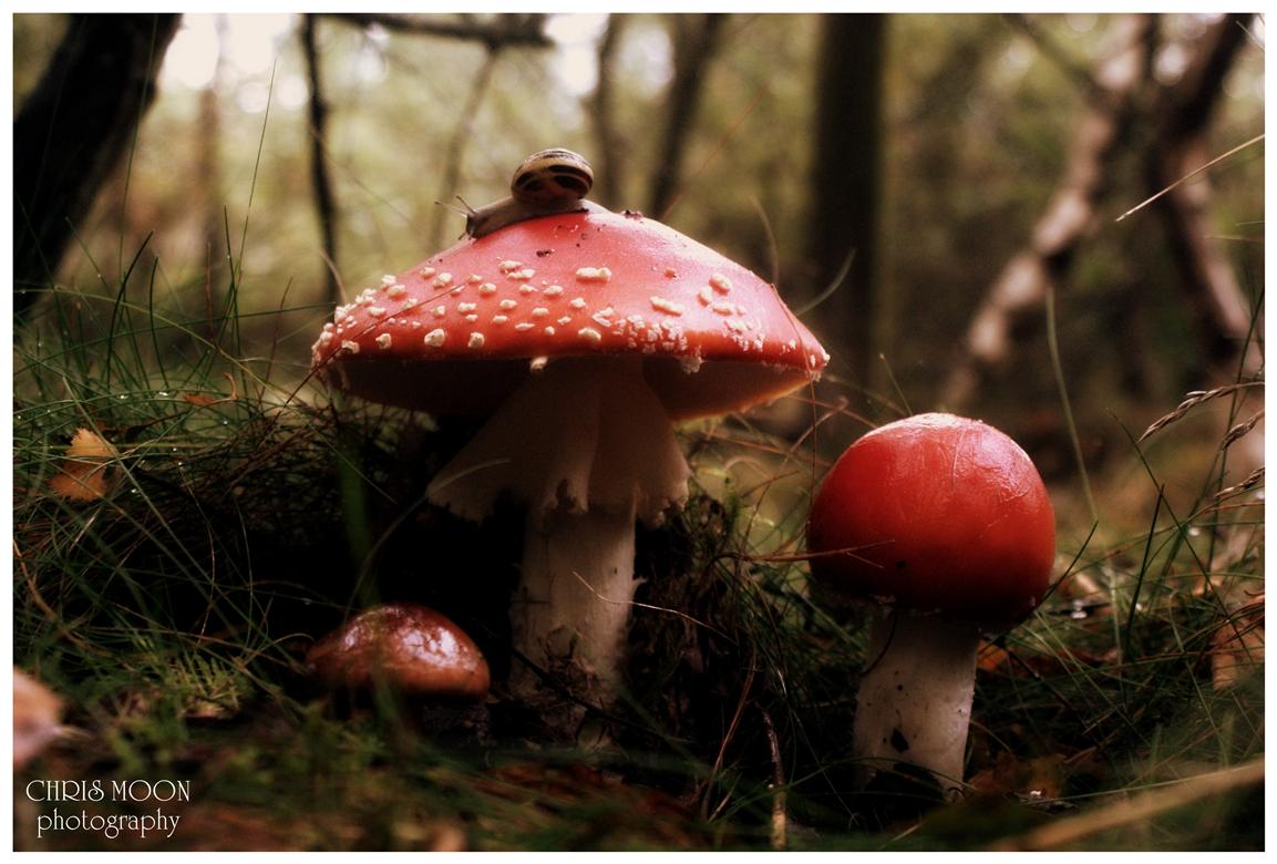 Fly Agaric