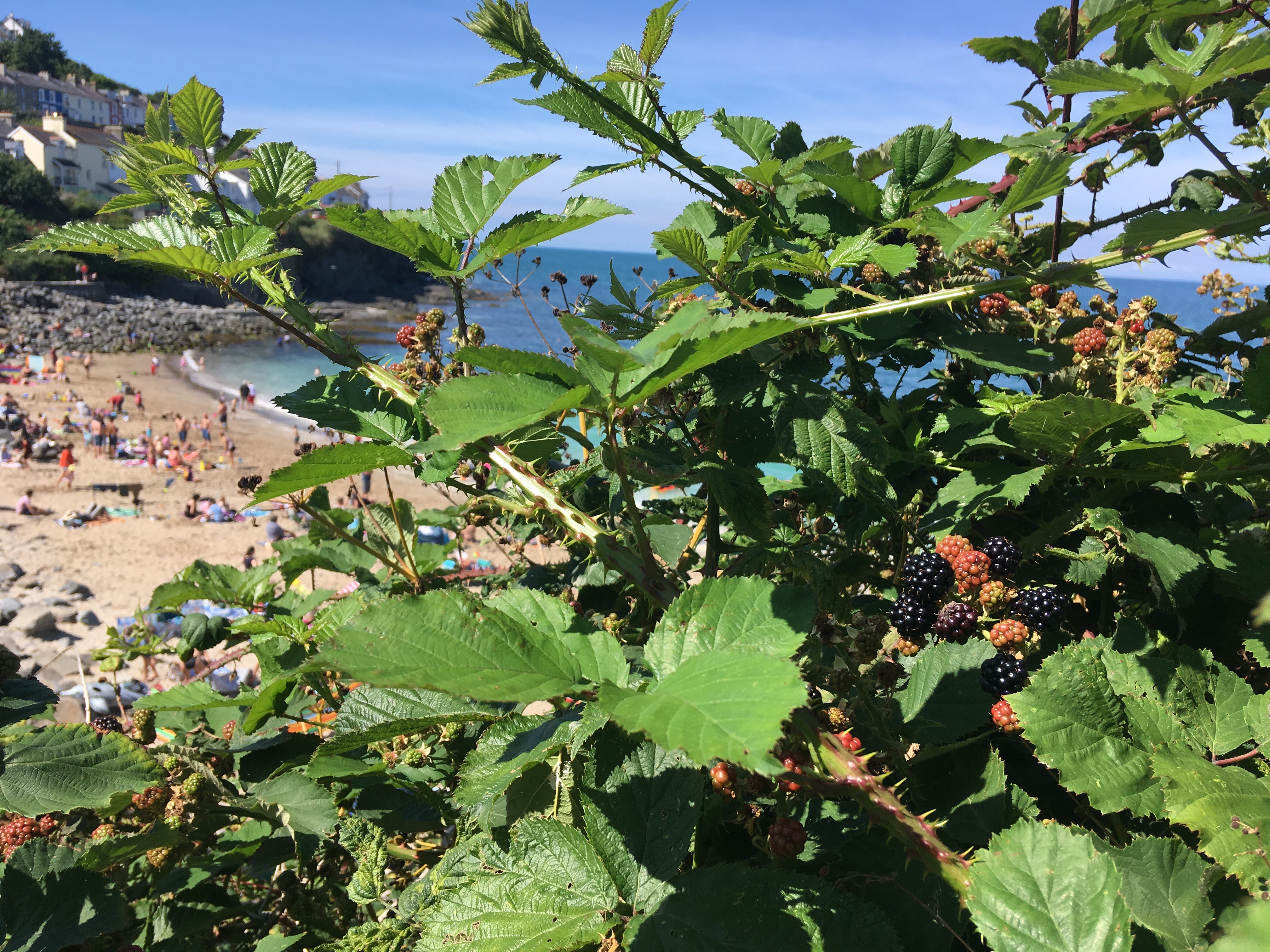 coastal blackberries