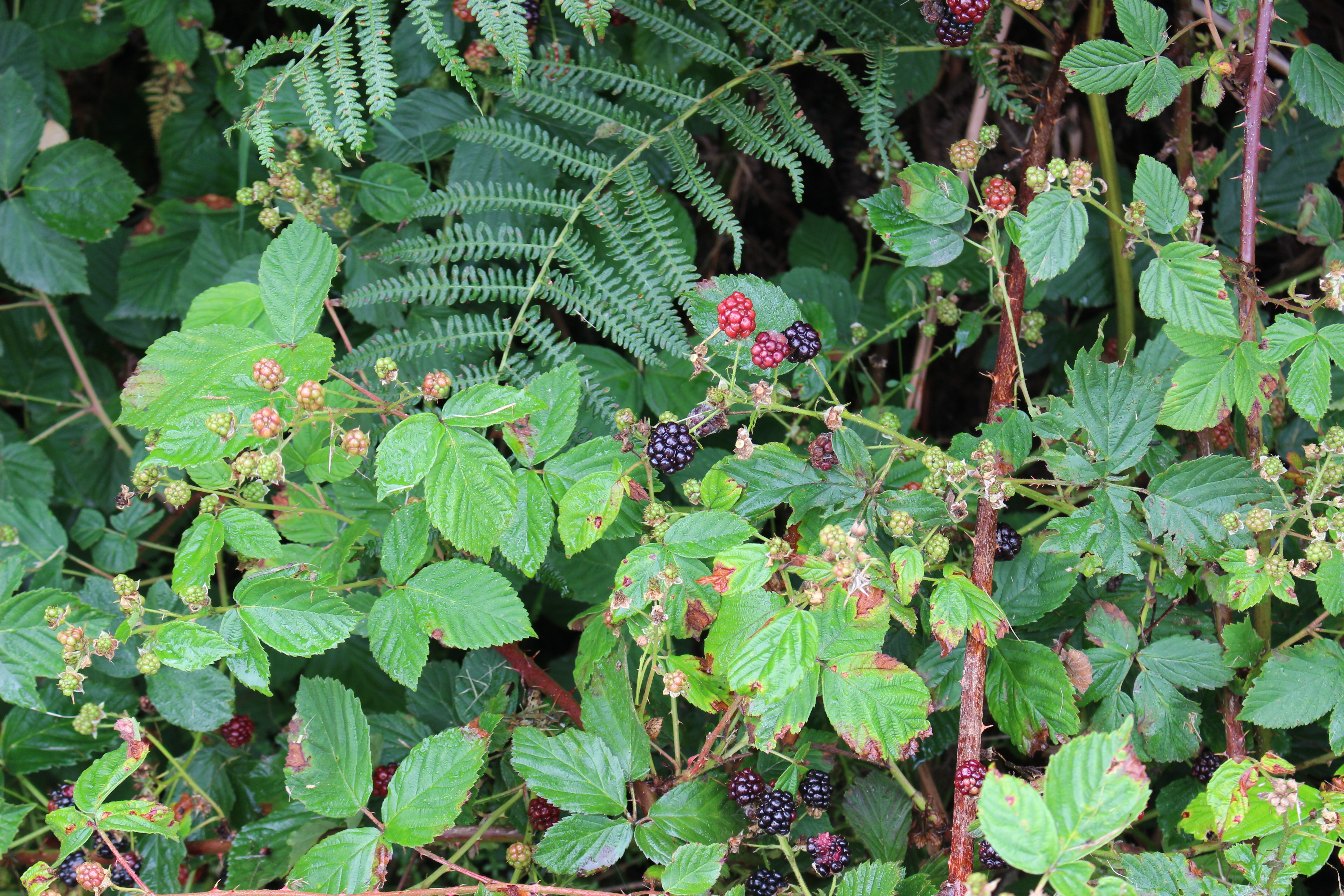 blackberries