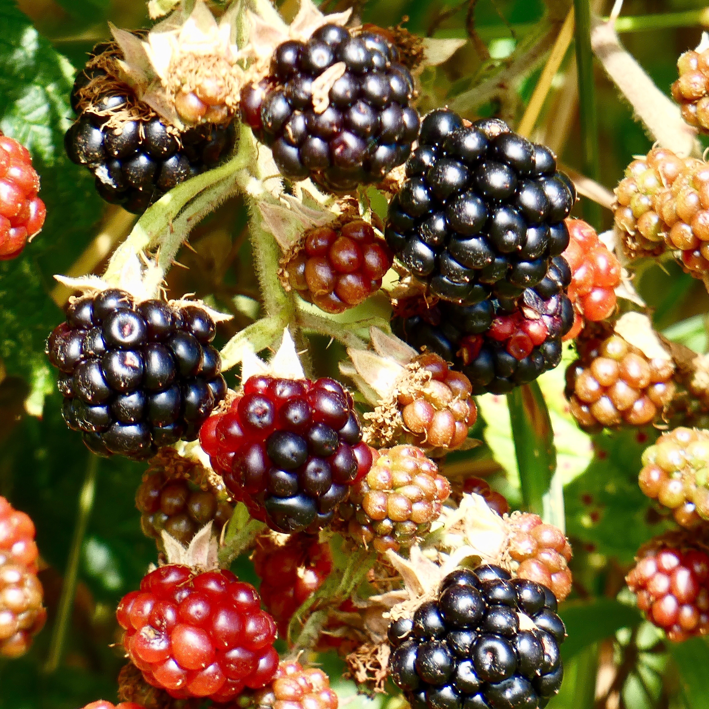 blackberry