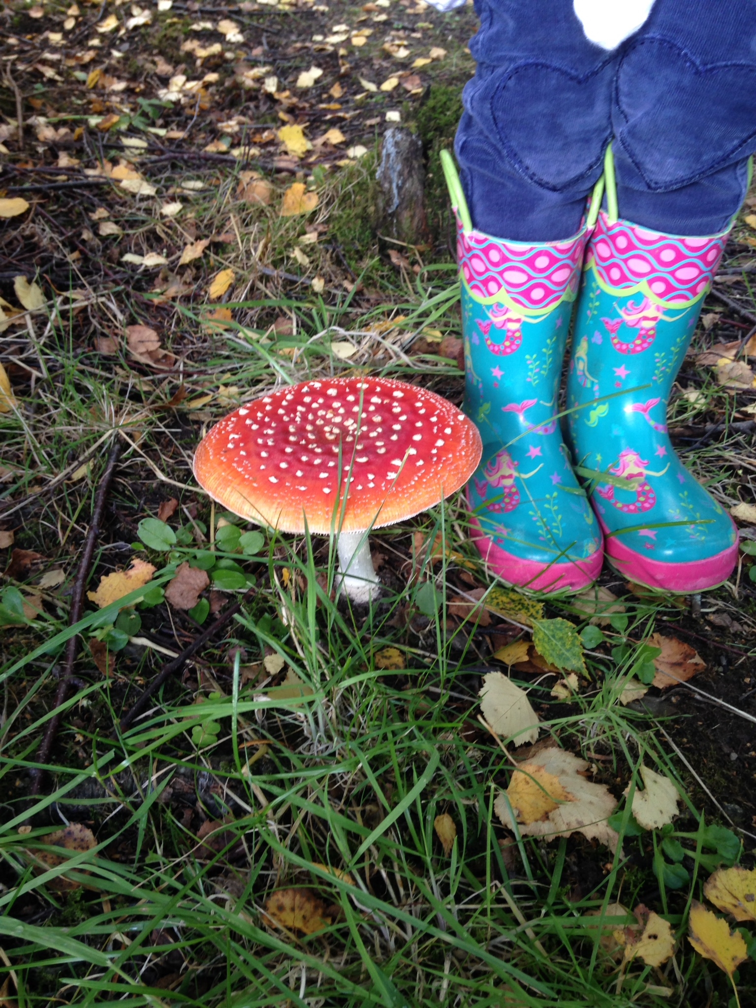 Fly agaric
