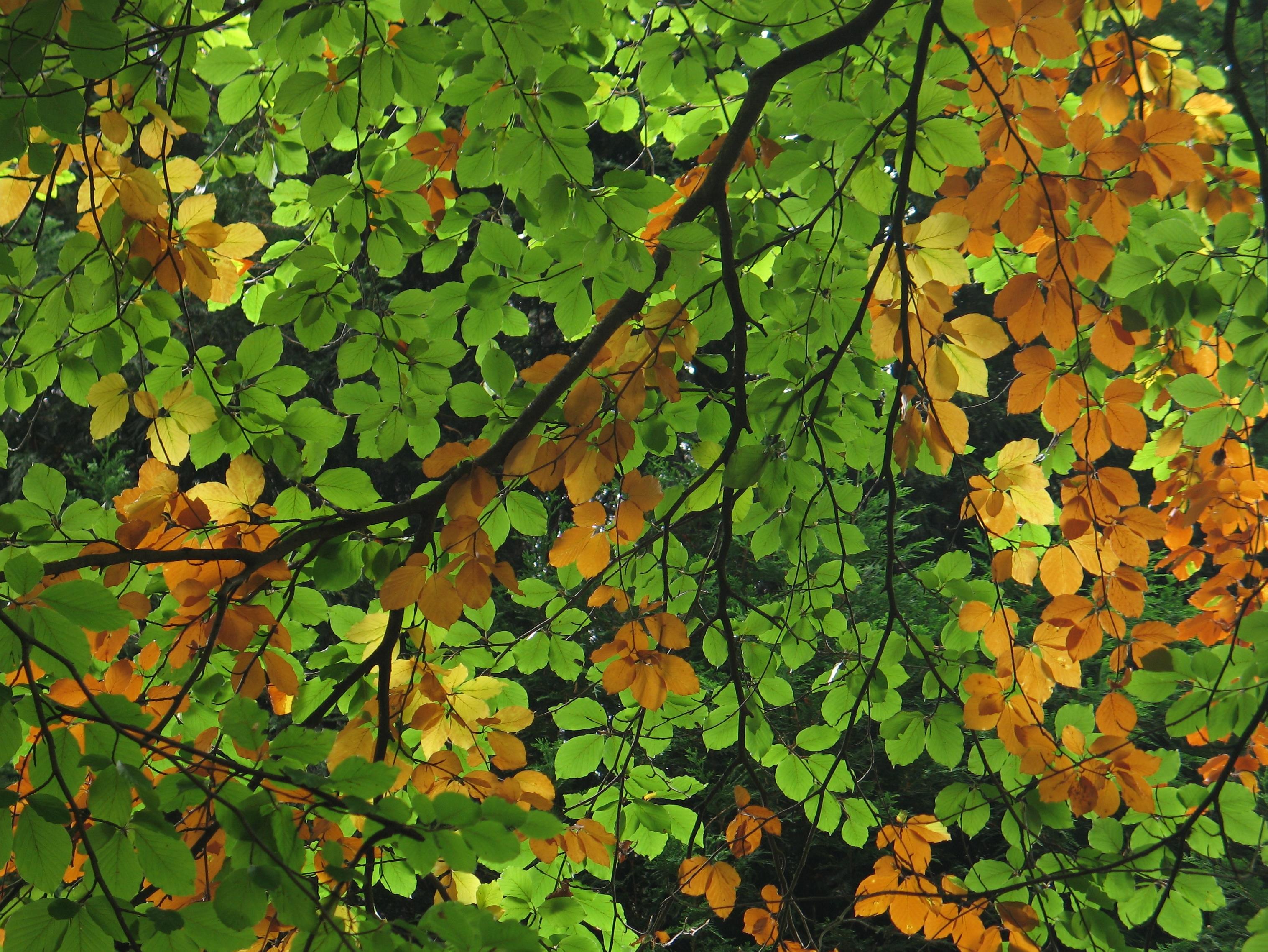 dense leaf canopy Jane Corey