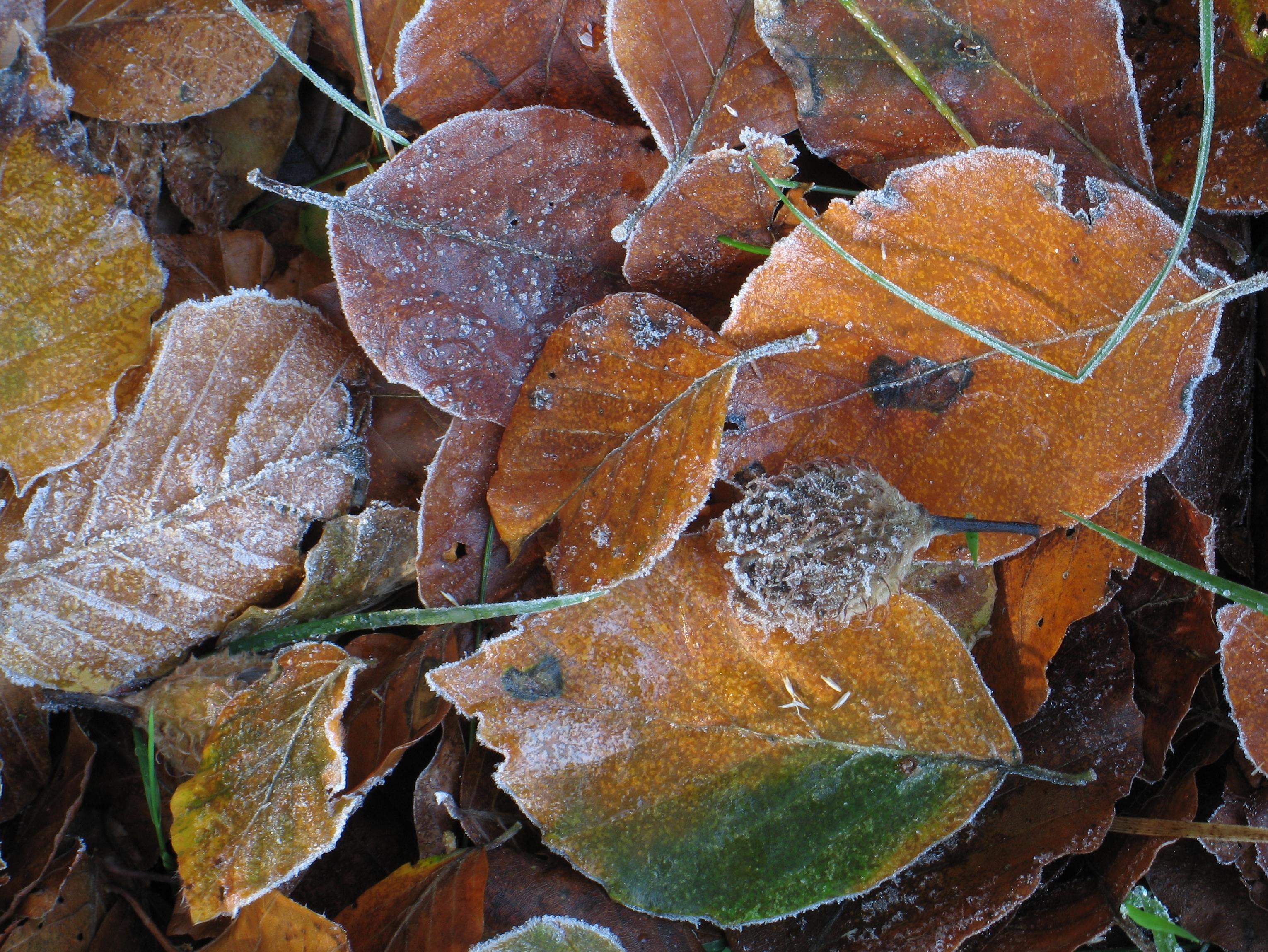 Beech leaves
