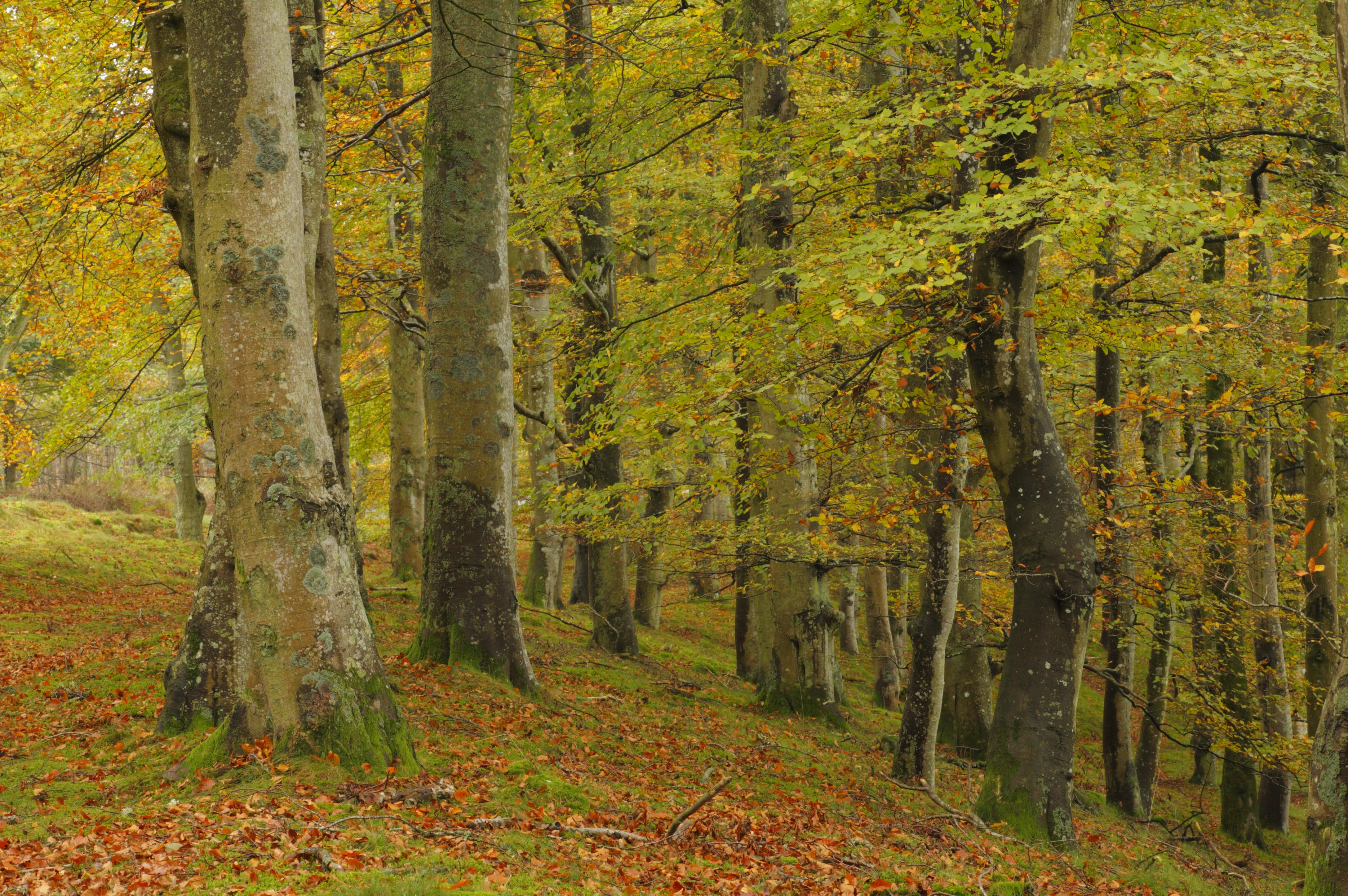 beech woods, Richard Becker