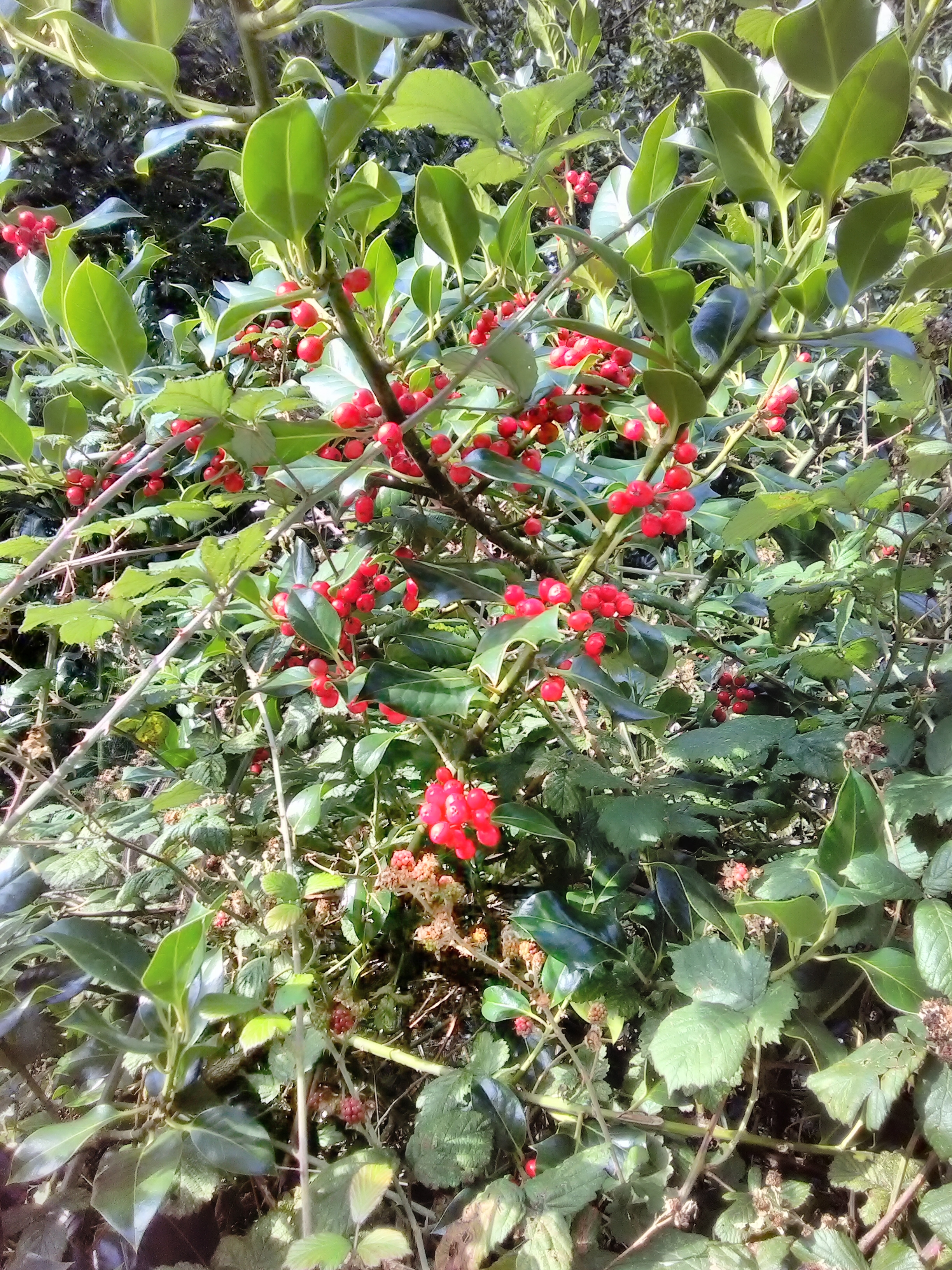 holly berries