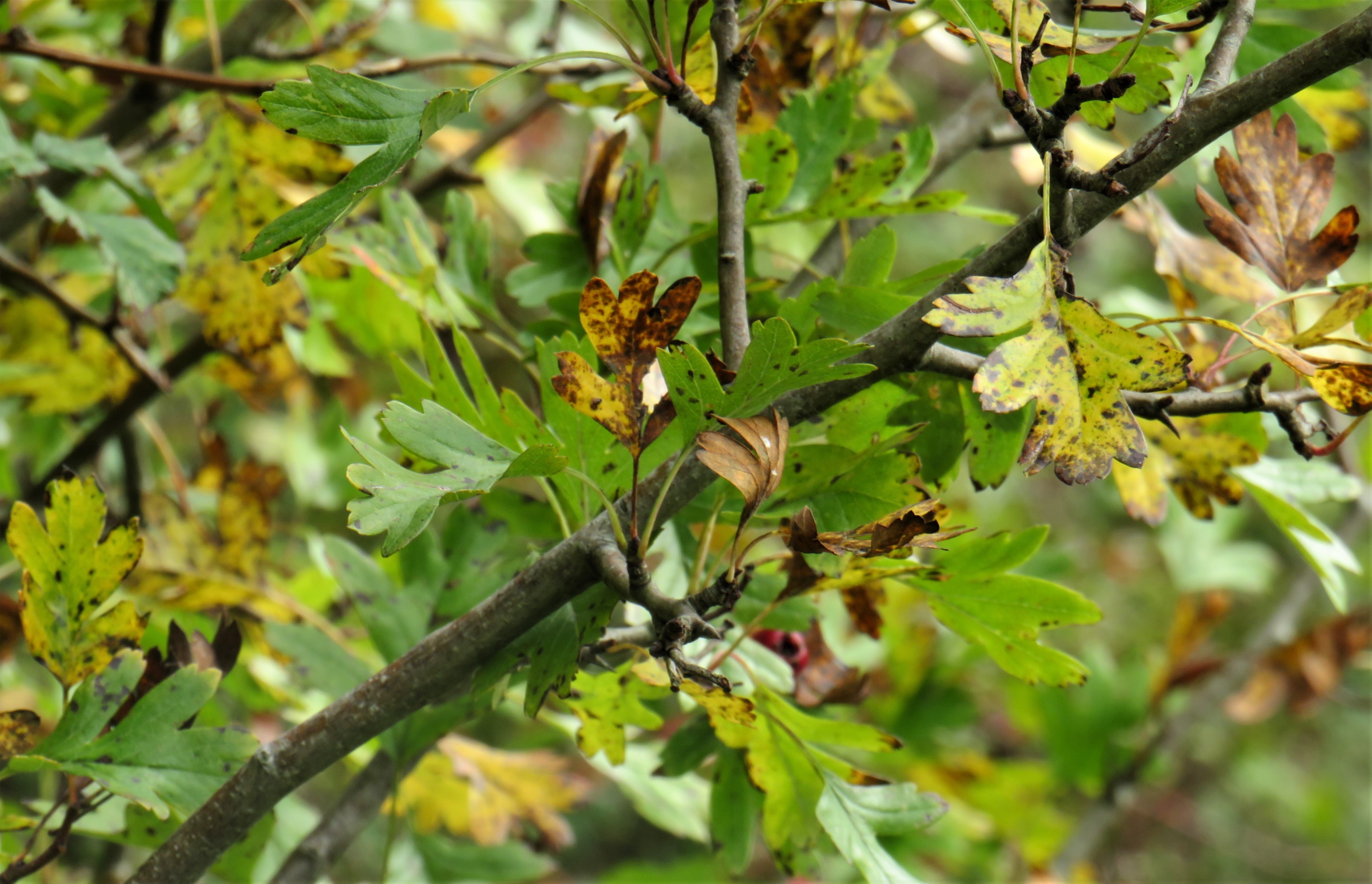 hawthorn leaf