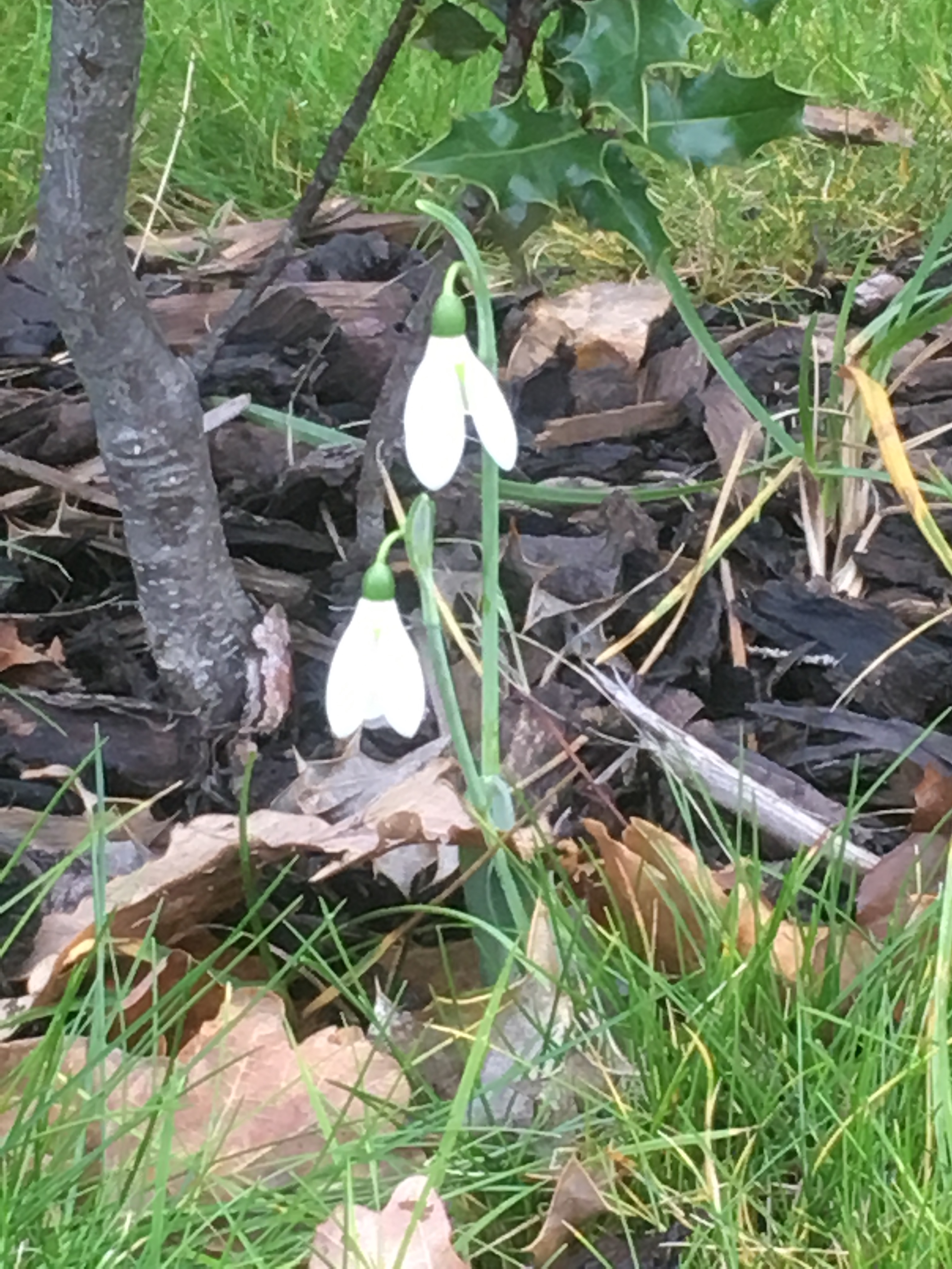 Snowdrop flower just starting to open