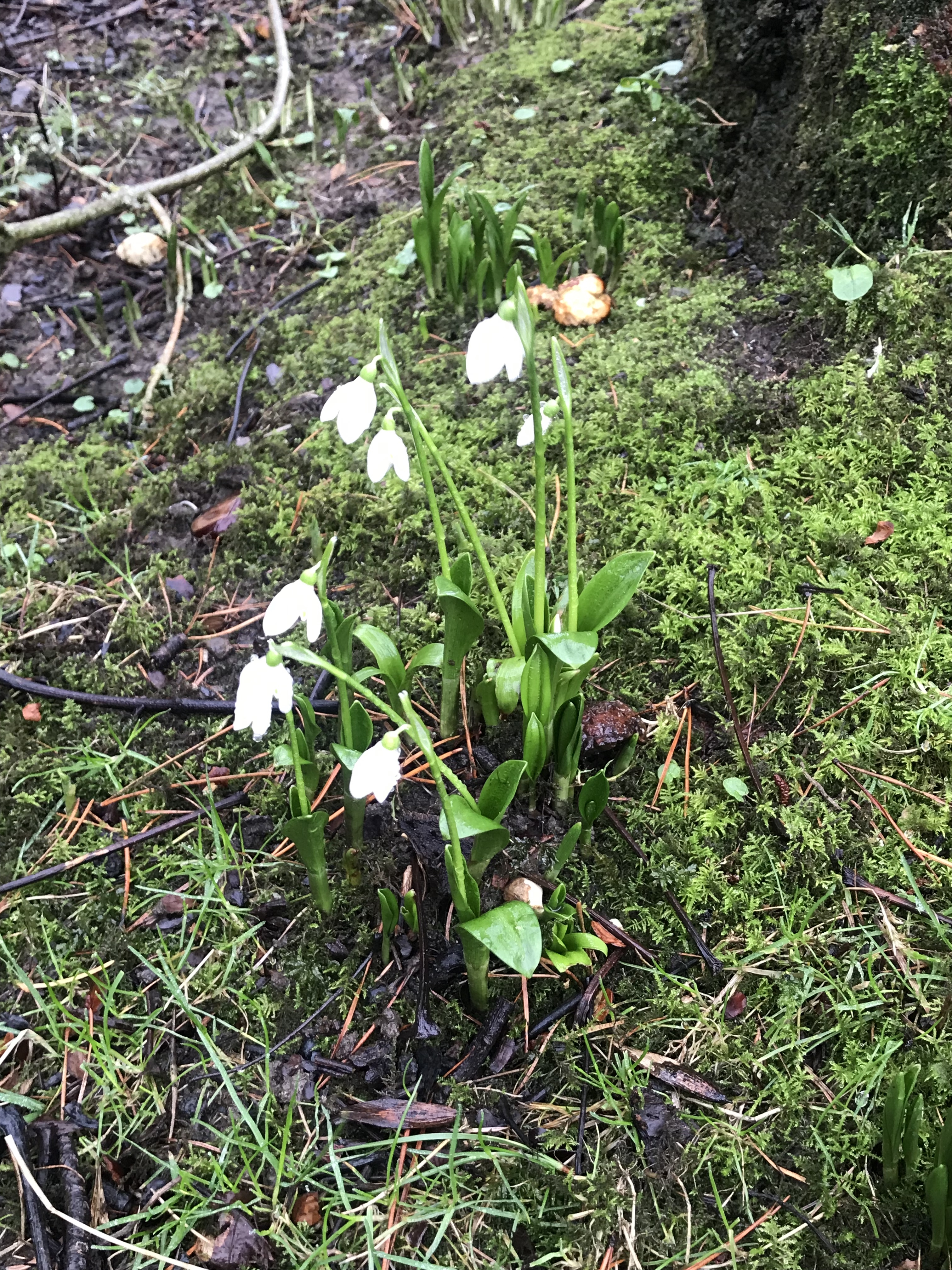 snowdrops