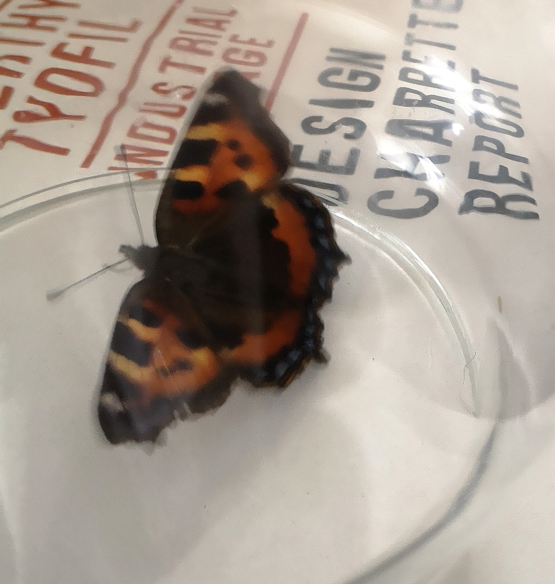 small tortoiseshell