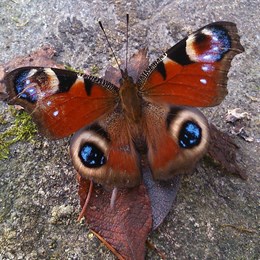 Peacock butterfly with wings open.