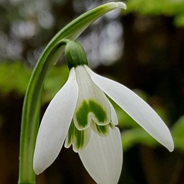 Close up of a snowdrop with petals open