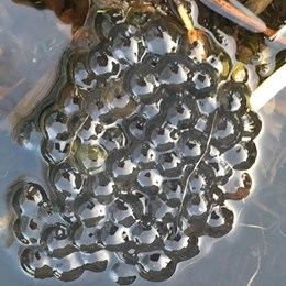 Clump of frogspawn